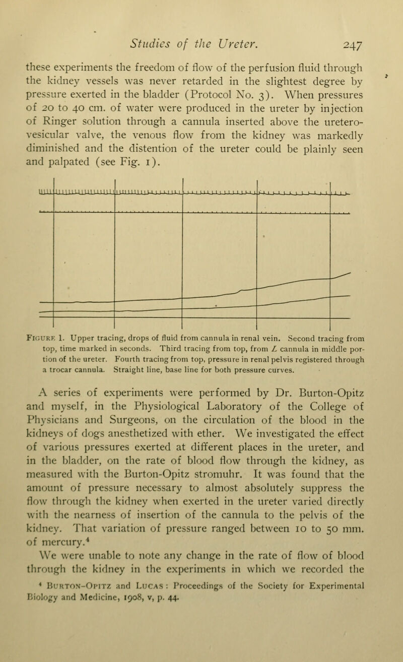 these experiments the freedom of flow of the perfusion fluid through the kidney vessels was never retarded in the slightest degree by pressure exerted in the bladder (Protocol No. 3). When pressures of 20 to 40 cm. of water were produced in the ureter by injection of Ringer solution through a cannula inserted above the uretero- vesicular valve, the venous flow from the kidney was markedly diminished and the distention of the ureter could be plainly seen and palpated (see Fig. 1). FIGURE 1. Upper tracing, drops of fluid from cannula in renal vein. Second tracing from top, time marked in seconds. Third tracing from top, from L cannula in middle por- tion of the ureter. Fourth tracing from top, pressure in renal pelvis registered through a trocar cannula. Straight line, base line for both pressure curves. A series of experiments were performed by Dr. Burton-Opitz and myself, in the Physiological Laboratory of the College of Physicians and Surgeons, on the circulation of the blood in the kidneys of dogs anesthetized with ether. We investigated the effect of various pressures exerted at different places in the ureter, and in the bladder, on the rate of blood flow through the kidney, as measured with the Burton-Opitz stromuhr. It was found that the amount of pressure necessary to almost absolutely suppress the flow through the kidney when exerted in the ureter varied directly with the nearness of insertion of the cannula to the pelvis of the kidney. That variation of pressure ranged between 10 to 50 mm. of mercury.4 We were unable to note any change in the rate of flow of blood through the kidney in the experiments in which we recorded the 4 Bi nz and Lucas: Proceeding* of tin- Society for Experimental Biology and Medicine, 1908, v, p. 44.