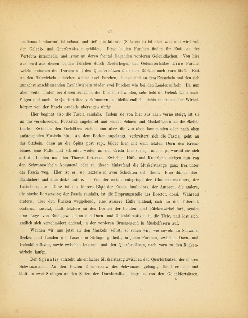 raedianus lumboriim) ist schmal und tief, die laterale (S. lateralis) ist aber weit und wird von den Gelenk- und Qaerfortsätzen gebildet. Diese beiden Furchen finden ihr Ende an der Vertebra intermedia und zwar an deren frontal liegenden vorderen Gelenkflächen. Von hier aus wird aus diesen beiden Furchen durch Niederliegen der Gelenkfortsätze Eine Furche, welche zwischen den Dornen und den Querfortsätzen über den Rücken nach vorn läuft. Erst an den Halswirbeln entstehen wieder zwei Furchen, ebenso sind an dem Kreuzbein und den sich zunächst anschliessenden Caudalwirbeln wieder zwei Furchen wie bei den Lendenwirbeln. Da nun aber weiter hinten bei diesen zunächst die Dornen schwinden, sehr bald die Gelenkfläche nach- folgen und auch die Querfortsätze verkümmern, so bleibt endlich nichts mehr, als der Wirbel- körper von der Fascia caudalis überzogen übrig. Hier beginnt also die Fascia caudalis. Indem sie von hier aus nach vorne steigt, ist sie an die verschiedenen Fortsätze angeheftet und sendet Sehnen und Muskelfasern an die Skelet- theile. Zwischen den Fortsätzen ziehen nun aber die von oben kommenden oder nach oben aufsteigenden Muskeln hin. An dem Becken angelangt, verbreitert sich die Fascia, geht an das Sitzbein, dann an die Spina post sup., bildet hier mit dem letzten Dorn des Kreuz- beines eine Falte und schreitet weiter an der Crista hin zur sp. ant. sup., worauf sie sich auf die Lenden und den Thorax fortsetzt. Zwischen Hüft- und Kreuzbein steigen nun von den Schwanzwirbeln kommend oder zu diesen hinlaufend die Muskelstränge ganz frei unter der Fascia weg. Hier ist es, wo letztere in zwei Schichten sich theilt. Eine dünne ober- flächhchere und eine dicke untere. — Von der ersten entspringt der Glutaeus maximus, der Latissimus etc. Diese ist das hintere Bl^tt der Fascia lumbodors. der Autoren, die andere, die starke Fortsetzung der Fascia caudahs, ist die Ursprungsstelle des Erector. dorsi. Während erstere, über den Rücken weggehend, eine äussere Hülle bildend, sich an die Tubercul. costarum ansetzt, läuft letztere an den Dornen der Lenden- und Rückenwirbel fort, sendet eine Lage von Bindegeweben.an den Dorn- und Gelenkfortsätzeu in die Tiefe, und löst sich, endlich sich verschmälert endend, in der vorderen Brustgegend in Muskelfasern auf. Wenden wir uns jetzt zu den Muskeln selbst, so sehen wir, wie sowohl au Schwanz, Becken und Lenden die Fasern in Stränge getheilt, in jenen Furchen, zwischen Dorn- und Gelenkfortsätzen, sowie zwischen letzteren und den Querfortsätzen, nach vorn zu den Rücken- wirbeln laufen. Der Spinalis entsteht als einfacher Muskelstrang zwischen den Querfortsätzen der oberen Schwanzwirbel. An den letzten Dornfortsatz des Schwanzes gelangt, theilt er sich und läuft in zwei Strängen an den Seiten der Dornfortsätze, begrenzt von den Gelenkfortsätzen,