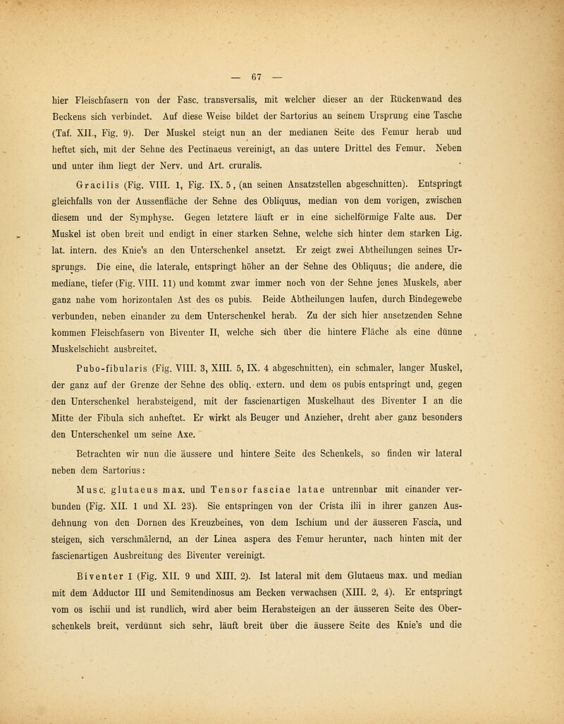 hier Fleischfasern von der Fase, transversalis, mit welcher dieser an der Rückenwand des Beckens sich verbindet. Auf diese Weise bildet der Sartorius an seinem Ursprung eine Tasche (Taf. XII., Fig. 9). Der Muskel steigt nun an der medianen Seite des Femur herab und heftet sich, mit der Sehne des Pectinaeus vereinigt, an das untere Drittel des Femur. Neben und unter ihm liegt der Nerv, und Art. cruralis. Gracilis (Fig. VIII. 1, Fig. IX. 5, (an seinen Ansatzstellen abgeschnitten). Entspringt gleichfalls von der Aussenfläche der Sehne des Obliquus, median von dem vorigen, zwischen diesem und der Symphyse. Gegen letztere läuft er in eine sichelförmige Falte aus. Der Muskel ist oben breit und endigt in einer starken Sehne, welche sich hinter dem starken Lig. lat. intern, des Knie's an den Unterschenkel ansetzt. Er zeigt zwei Abtheilungen seines Ur- sprungs. Die eine, die laterale, entspringt höher an der Sehne des Obliquus; die andere, die mediane, tiefer (Fig. VIII. 11) und kommt zwar immer noch von der Sehne jenes Muskels, aber ganz nahe vom horizontalen Ast des os pubis. Beide Abtheilungen laufen, durch Bindegewebe verbunden, neben einander zu dem Unterschenkel herab. Zu der sich hier ansetzenden Sehne kommen Fleischfasem von Biventer II, welche sich über die hintere Fläche als eine dünne Muskelschicht ausbreitet. Pubo-fibularis (Fig. VIII. 3, XIII. 5, IX. 4 abgeschnitten), ein schmaler, langer Muskel, der ganz auf der Grenze der Sehne des obliq. extern, und dem os pubis entspringt und, gegen den Unterschenkel herabsteigend, mit der fascienartigen Muskelhaut des Biventer I an die Mitte der Fibula sich anheftet. Er wirkt als Beuger und Anzieher, dreht aber ganz besonders den Unterschenkel um seine Axe. Betrachten wir nun die äussere und hintere Seite des Schenkels, so finden wir lateral neben dem Sartorius: Muse, glutaeus max. und Tensor fasciae latae untrennbar mit einander ver- bunden (Fig. XII. 1 und XI. 23). Sie entspringen von der Crista ilii in ihrer ganzen Aus- dehnung von den Dornen des Kreuzheines, von dem Ischium und der äusseren Fascia, und steigen, sich verschmälernd, an der Linea aspera des Femur herunter, nach hinten mit der fascienartigen Ausbreitung des Biventer vereinigt. Biventer I (Fig. XII. 9 und XIII. 2). Ist lateral mit dem Glutaeus max. und median mit dem Adductor UI und Semitendinosus am Becken verwachsen (Xin. 2, 4). Er entspringt vom os ischii und ist rundhch, wird aber beim Herabsteigen an der äusseren Seite des Ober- schenkels breit, verdünnt sich sehr, läuft breit über die äussere Seite des Knie's und die