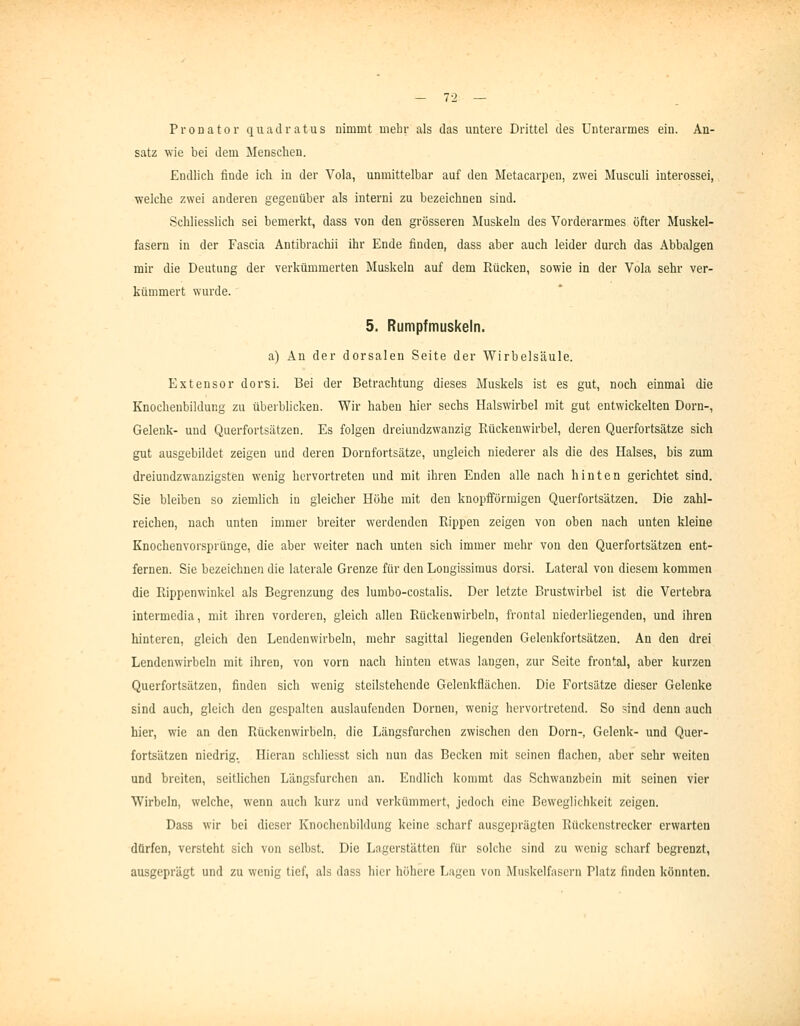 Pronator quadratus nimmt mehr als das untere Drittel des Unterarmes ein. An- satz wie bei dem Menschen. Endlich finde ich in der Vola, unmittelbar auf den Metacarpen, zwei Musculi iuterossei, welche zwei anderen gegenüber als interni zu bezeichnen sind. Schliesslich sei bemerkt, dass von den grösseren Muskeln des Vorderarmes öfter Muskel- fasern in der Fascia Antibrachii ihr Ende finden, dass aber auch leider durch das Abbalgen mir die Deutung der verkümmerten Muskeln auf dem Rücken, sowie in der Vola sehr ver- kümmert wurde. 5. Rumpfmuskeln. a) An der dorsalen Seite der Wirbelsäule. Extensor dorsi. Bei der Betrachtung dieses Muskels ist es gut, noch einmal die Knochenbildung zu überblicken. Wir haben hier sechs Halswirbel mit gut entwickelten Dorn-, Gelenk- und Querfortsätzen. Es folgen dreiundzwanzig Rückenwirbel, deren QuerfortScätze sich gut ausgebildet zeigen und deren Dornfortsätze, ungleich niederer als die des Halses, bis zum dreiundzwanzigsten wenig hervortreten und mit ihren Enden alle nach hinten gerichtet sind. Sie bleiben so ziemlich in gleicher Höhe mit den knopfförmigen Querfortsätzen. Die zahl- reichen, nach unten immer breiter werdenden Rippen zeigen von oben nach unten kleine Knochenvorsprünge, die aber weiter nach unten sich immer mehr von den Querfortsätzen ent- fernen. Sie bezeichnen die laterale Grenze für den Longissimus dorsi. Lateral von diesem kommen die Rippenwinkel als Begrenzung des lumbo-costalis. Der letzte Brustwirbel ist die Vertebra intermedia, mit ihren vorderen, gleich allen Rückenwirbeln, frontal niederliegenden, und ihren hinteren, gleich den Lendenwirbeln, mehr sagittal liegenden Gelenkfortsätzen. An den drei Lendenwirbeln mit ihren, von vorn nach hinten etwas langen, zur Seite frontal, aber kurzen Querfortsätzen, finden sich wenig steilstehende Gelenkflächen. Die Fortsätze dieser Gelenke sind auch, gleich den gespalten auslaufenden Dornen, wenig hervortretend. So sind denn auch hier, wie an den Rückenwirbeln, die Längsfnrchen zwischen den Dorn-, Gelenk- und Quer- fortsätzen niedrig. Hieran schliesst sich nun das Becken mit seinen flachen, aber sehr weiten und breiten, seitlichen Längsfurchen an. Endlich kommt das Schwanzbein mit seinen vier Wirbeln, welche, wenn auch kurz und verkümmert, jedoch eine Beweglichkeit zeigen. Dass wir bei dieser Knochenbildung keine scharf ausgeprägten Rückenstrecker erwarten dürfen, versteht sich von selbst. Die Lagerstätten für solche sind zu wenig scharf begrenzt, ausgeprägt und zu wenig tief, als dass hier höhere Lagen von Muskelfasern Platz finden könnten.