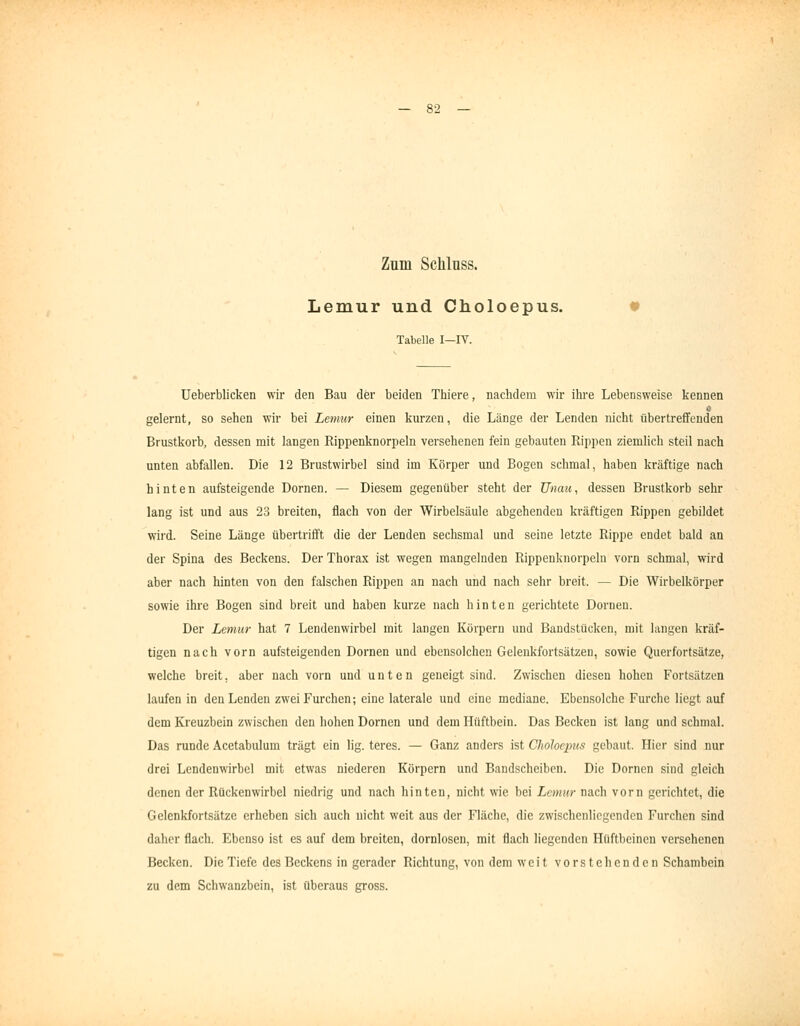 Zum Schlnss. Lemur und Choloepus. Tabelle I-IV. Ueberblicken wir den Bau der beiden Thiere, nachdem wir ihre Lebensweise kennen gelernt, so sehen wir bei Lemur einen kurzen, die Länge der Lenden nicht übertreffenden Brustkorb, dessen mit langen Rippenknorpeln versehenen fein gebauten Rippen ziemlich steil nach unten abfallen. Die 12 Brustwirbel sind im Körper und Bogen sehmal, haben kräftige nach hinten aufsteigende Dornen. — Diesem gegenüber steht der Unau, dessen Brustkorb sehr lang ist und aus 23 breiten, flach von der Wirbelsäule abgehenden kräftigen Rippen gebildet wird. Seine Länge übertrifft die der Lenden sechsmal und seine letzte Rippe endet bald an der Spina des Beckens. Der Thorax ist wegen mangelnden Rippenknorpeln vorn schmal, wird aber nach hinten von den falschen Rippen an nach und nach sehr breit. — Die Wirbelkörper sowie ihre Bogen sind breit und haben kurze nach hinten gerichtete Dornen. Der Lemur hat 7 Lendenwirbel mit langen Körpern und Bandstücken, mit langen kräf- tigen nach vorn aufsteigenden Dornen und ebensolchen Geleukfortsätzeu, sowie Querfortsäfze, welche breit, aber nach vorn und unten geneigt sind. Zwischen diesen hohen Fortsätzen laufen in den Lenden zwei Furchen; eine laterale und eine mediane. Ebensolche Furche liegt auf dem Kreuzbein zwischen den hohen Dornen und dem Hüftbein. Das Becken ist lang und schmal. Das runde Acetabulum trägt ein lig. teres. — Ganz anders ist Choloepus gebaut. Hier sind nur drei Lendenwirbel mit etwas niederen Körpern und Bandscheiben. Die Dornen sind gleich denen der Rückenwirbel niedrig und nach hinten, nicht wie bei Lemur nach vorn gerichtet, die Gelcnkfortsätze erheben sich auch nicht weit aus der Fläche, die zwischenlicgcndcn Furchen sind dalicr flach. Ebenso ist es auf dem breiten, dornlosen, mit flach liegenden Hüftbeinen versehenen Becken. Die Tiefe des Beckens in gerader Richtung, von dem weit vorstehenden Schambein zu dem Schwanzbein, ist überaus gross.