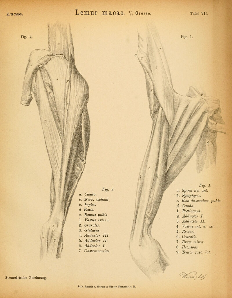 Flg. 2 Fig. 1. & Fig. 2. a. Cauda. b. Nerv, ischiad. c. Foples. d Penis, e. Eamus pubis. 1. Vastus extern. 2. Cruralis. 3. Glutaeus. 4. Adductor III. 5. Adductor IL 6. Adductor I. 7. Gastrocnemius. Fig. 1. a. Spina ilei ant. b. Symphysis. c. Bom-descendens pubis. d. Cauda. 1. Pectinaetis. 2. Adductor I. 3. Adductor II. 4. Vastus int. u. ext. 5. Bectus. 6. Oruralis. 7. Psoas minor. 8. Ileopsoas. 9. Tensor fasc. lat. Geometrische Zeichnung. MC^n^ /C^