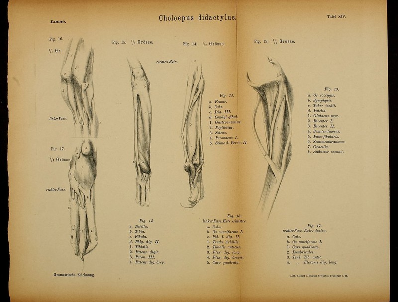 g. 15. V2 Grösse, Pig. 14. Vs Grösse. Fig. 13. Va Grösse, rechtes Bein. Fig. 15. a. Patella. h. Tibia. c. Fibula. d. Flilg. dig. II. 1. Tibialis. 2. Fxtens. digit. 3. Peron. III. 4. Extens. dig. bre Fig. U. a. Femur. b. Calx. c. Dig. III. d. Condyl.-fibul. 1. Gastrocnemius. 3. Soleiis. 4. Peronaeus I. \ 5. Seime d. Perm. II. Fig. 16. linker Fuss.Exlr.-sinislre. a. Calx. h. Os cimeifarme I. c. Pill. I. dig. IL 1. Tendo Ächillis. 2. Tibialis anticus. 3. Flex. dig. long. 4. Flex. dig. brevis. 5. Coro quadrata. Fig. 13. a. Os coccygis. b. Symphysis. c. Tuber ischii. d. Patella. 1. Glutaeus max. 2. Biventer I. 3. Siventer IL 4. Semitendinosus. 5. PuiO'fibularis. 6. Semimembranosiis. 7. Gracilis. 8. Adductor seeund. Fig. 17. rechterFuss. Extr.-dextra. a. Calx. b. Os eimeiforme I. 1. Garo quadrata. 2. Lumbricales. 3. Tend. Tib. antic. 4. „ Flexoris dig. long.