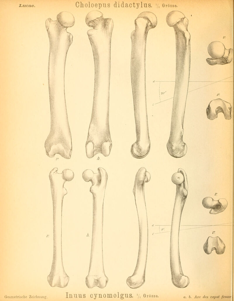 ^,;''^ Geometrische Zeichnung. IllllUS CyilOinOigUS. '/, Grösse. a. b. Axc des caput femor