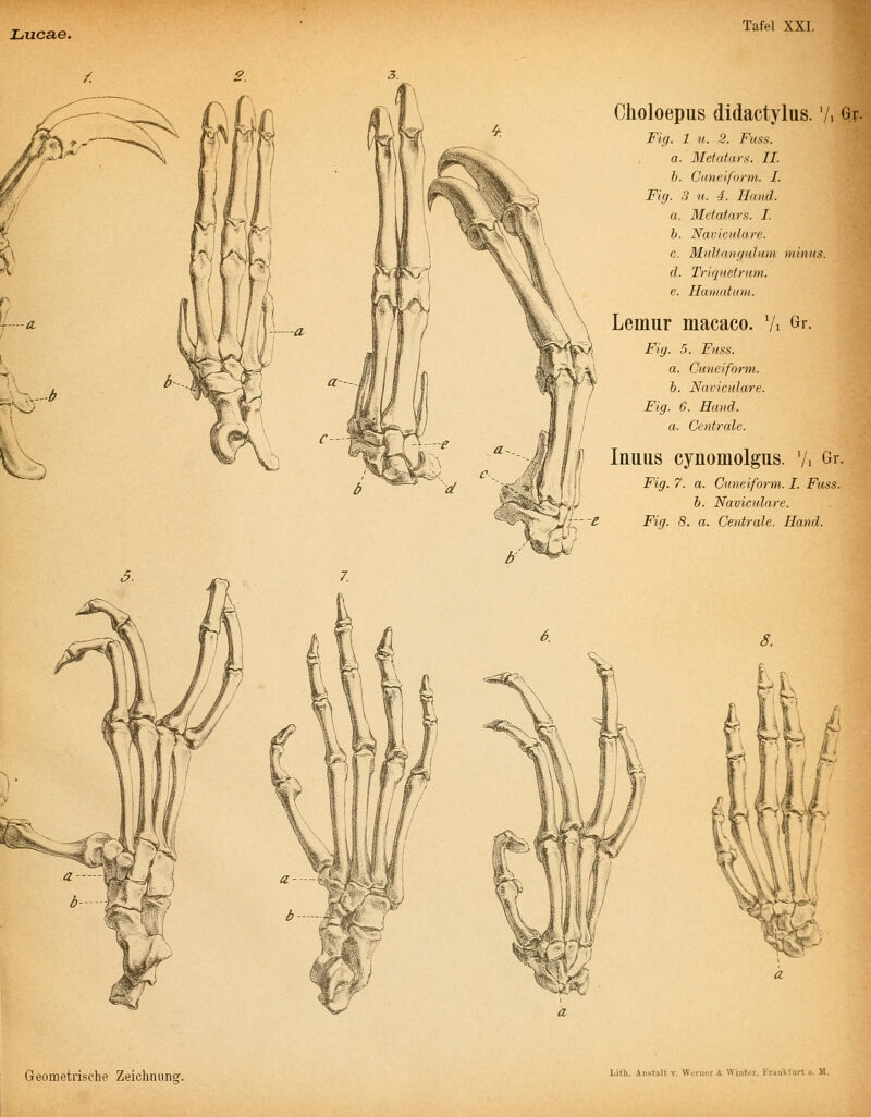 Tafel XXI. 2. ^\-b c- Choloepiis didactylus. V, Gi F'hj. 1 n. 2. Fuxs. a. Metatars. II. h. Cuneiform. I. Fig. 3 u. 4. Hand. a. Metatars. I. h. Naviculare. c. Multanguium minus. d. Triquetrum. e. Haniatum. Lemiir macaco. Vi Gr. Fig. .5. Fnss. a. Cuneiform. b. Naviculare. Fig. G. Hand. a. Centrale. Inuus cynomolgus. '/, Gr. Fig. 7. a. Cuneiform. I. Fuss. b. Naviculare. Fig. 8. a. Centrale. Hand.