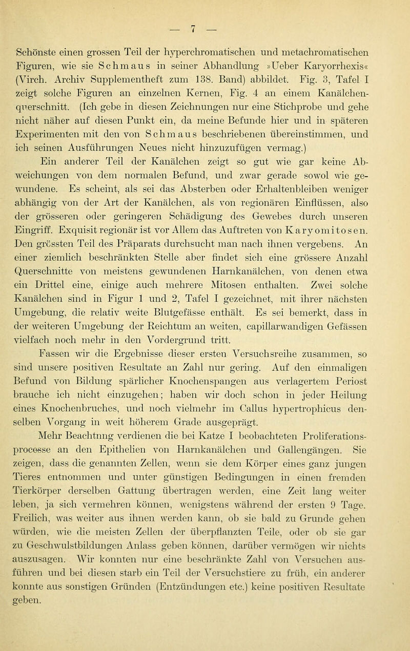 Schönste einen grossen Teil der hj^erchromatischen und metachromatischen Figuren, wie sie Schmaus in seiner Abhandhing »lieber Karyorrhexis« (Virch. Archiv Supplementheft zum 138. Band) abbildet. Fig. 3, Tafel I zeigt solche Figuren an einzelnen Kernen, Fig. 4 an einem Kanälchen- qu.erschnitt. (Ich gebe in diesen Zeichnungen nm' eine Stichprobe und gehe nicht näher auf diesen Punkt ein, da meine Befunde hier und in späteren Experimenten mit den von Schmaus beschriebenen übereinstimmen, und ich seinen Ausführungen Neues nicht hinzuzufügen vermag.) Ein anderer Teil der Kanälchen zeigt so gut wie gar keine Ab- weichmigen von dem normalen Befund, und zwar gerade sowol wie ge- wundene. Es scheint, als sei das Absterben oder Erhaltenbleiben weniger abhängig von der Art der Kanälchen, als von regionären Einflüssen, also der grösseren oder geringeren Schädigung des Gewebes durch unseren Eingriff. Exquisit regionär ist vor Allem das Auf treten von Karyomitosen. Den grcssten Teil des Präparats durchsucht man nach ihnen vergebens. An einer ziemlich beschränkten Stelle aber findet sich eine grössere Anzahl Querschnitte von meistens gewundenen Harnkanälchen, von denen etwa ein Drittel eine, einige auch mehrere Mitosen enthalten. Zwei solche Kanälchen sind in Figur 1 und 2, Tafel I gezeichnet, mit ihrer nächsten Umgebung, die relativ weite Blutgefässe enthält. Es sei bemerkt, dass in der weiteren Umgebung der Reichtum an weiten, capillarwancligen Gefässen vielfach noch mehr in den Vordergrund tritt. Fassen wir die Ergebnisse dieser ersten Versuchsreihe zusammen, so sind unsere positiven Resultate an Zahl nur gering. Auf den einmaligen Befund von Bildung spärlicher Knochenspangen aus verlagertem Periost brauche ich nicht einzugehen; haben wir doch schon in jeder Heilung eines Knochenbruches, und noch vielmehr im Callus hypertrophicus den- selben Vorgang in weit höherem Grade ausgeprägt. Mehr Beachtung verdienen die bei Kaize I beobachteten Proliferations- processe an den Epithelien von Harnkanälchen und Gallengängen. Sie zeigen, dass die genannten Zellen, wenn sie dem Körper eines ganz jungen Tieres entnommen und unter günstigen Bedingungen in einen fremden Tierkörper derselben Gattung übertragen werden, eine Zeit lang weiter leben, ja sich vermehren können, wenigstens während der ersten 9 Tage. Freilich, was weiter aus ihnen werden kann, ob sie bald zu Grunde gehen würden, wie die meisten Zellen der überpflanzten Teile, oder ob sie gar zu Geschwulstbildungen Anlass geben können, darüber vermögen wir nichts auszusagen. Wir konnten nur eine beschränkte Zahl von Versuchen aus- führen und bei diesen starb ein Teil der Versuchstiere zu früh, ein anderer konnte aus sonstigen Gründen (Entzündungen etc.) keine positiven Resultate geben.