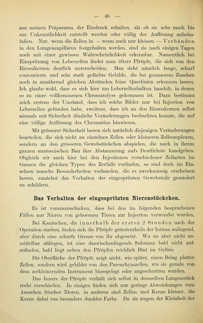aus meinen Präparaten der Eindruck erhalten, als ob sie sehr rasch bis zur Unkenntlichkeit entstellt werden oder völlig der Auflösung anheim- fallen. Nur, wenn die Zellen in — wenn auch nur kleinen — Verbänden in den Lungencapillaren festgehalten werden, sind sie nach einigen Tagen noch mit einer gewissen Wahrscheinlichkeit erkennbar. Namenthch bei Einspritzung von Leberzellen findet man öfters Pfropfe, die sich von den Riesenkernen deutlich unterscheiden. Man sieht nämlich lange, scharf contourierte und sehr stark gefärbte Gebilde, die bei genauerem Zusehen noch in annähernd gleichen Abständen feine Querlinien erkennen lassen. Ich glaube wohl, dass es sich hier um Leberzellenbalken handelt, in denen es zu einer vollkommenen Chromatolyse gekommen ist. Dazu bestimmt mich erstens der Umstand, dass ich solche Bilder nur bei Injection von Leberzellen gefunden habe, zweitens, dass ich an den Piesenkernen selbst niemals mit Sicherheit ähnliche Veränderungen beobachten konnte, die auf eine völlige Auflösung des Chromatins hinwiesen. Mit grösserer Sicherheit lassen sich natürlich diejenigen Veränderungen beurteilen, die sich nicht an einzelnen Zellen oder kleineren Zellcomplexen, sondern an den grösseren Gewebstückchen abspielen, die noch in ihrem ganzen anatomischen Bau ihre Abstammung aufs Deutlichste kundgeben. Obgleich wir auch hier bei den Injectionen verschiedener Zellarten im Ganzen die gleichen Typen des Zerfalls vorfinden, so sind doch im Ein- zelnen manche Besonderheiten vorhanden, die es zweckmässig erscheinen lassen, zunächst das Verhalten der eingespritzten Gewebsteile gesondert zu schildern. Das Verhalten der eingespritzten Merenstückchen. Es ist vorauszuschicken, dass bei den im folgenden besprochenen Fällen nur Nieren von geborenen Tieren zur Injection verwendet wurden. Bei Kaninchen, die innerhalb der ersten 2 Stunden nach der Operation starben, finden sich die Pfropfe grösstentheils der Intima anliegend, aber durch eine scharfe Grenze von ihr abgesetzt. Wo sie aber nicht un- mittelbar anliegen, ist eine dazwischenliegende Substanz bald nicht auf- zufinden, bald liegt neben den Pfropfen reichhch Blut im Gefäss. Die Oberfläche der Pfropfe zeigt nicht, wie später, einen Belag platter Zellen, sondern wird gebildet von den Parenchymzellen, wie sie gerade von dem zerkleinernden Instrument blossgelegt oder angeschnitten wurden. Das Innere der PfiTipfe verhält sich selbst in demselben Lungenstück recht verschieden. In einigen finden sich nur geringe Abweichungen vom Aussehen frischer Nieren, in anderen sind Zellen und Kerne kleiner, die Kerne dabei von besonders dunkler Farbe. Da sie wegen der Kleinheit der