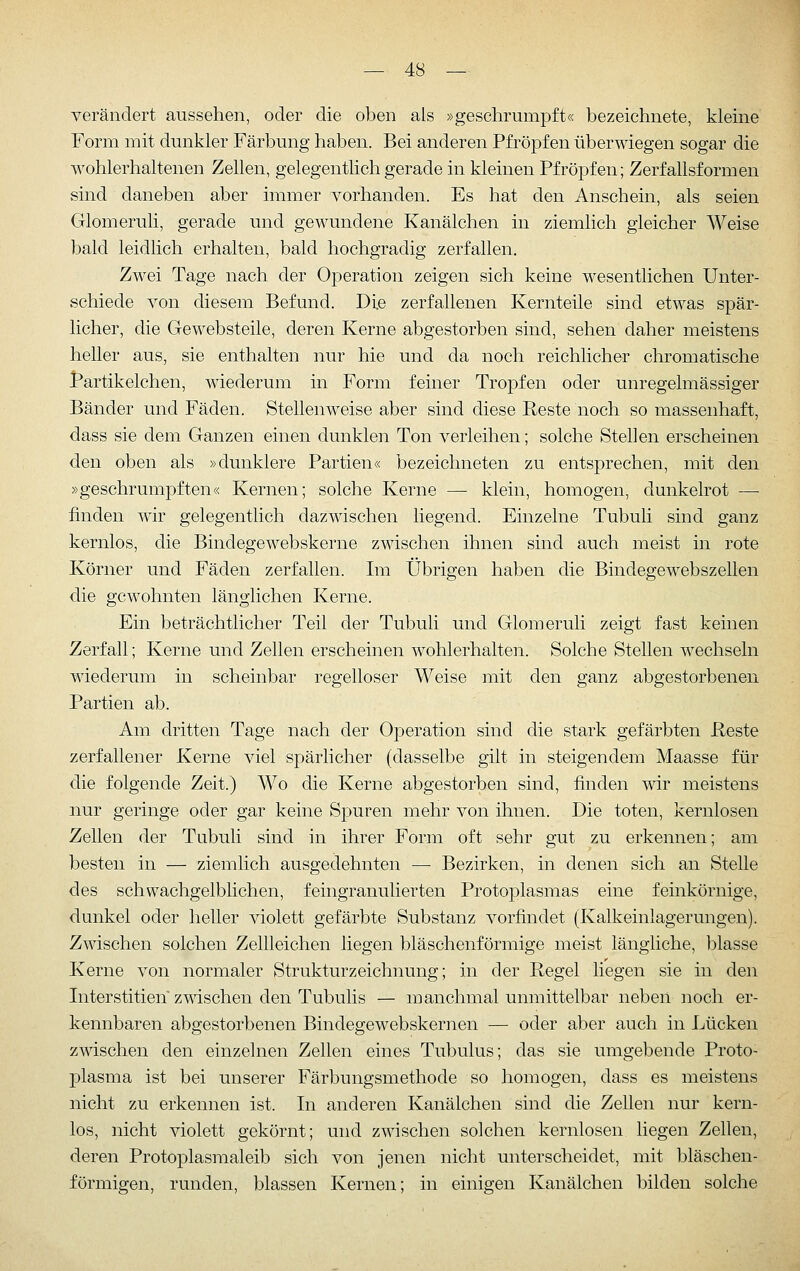 verändert aussehen, oder die oben als »geschrumpft« bezeichnete, kleine Form mit dunkler Färbung haben. Bei anderen Pfropfen überwiegen sogar die wohlerhaltenen Zellen, gelegentlich gerade in kleinen Pfropfen; Zerfallsformen sind daneben aber immer vorhanden. Es hat den Anschein, als seien Glomeruli, gerade und gewundene Kanälchen in ziemlich gleicher Weise bald leidlich erhalten, bald hochgradig zerfallen. Zwei Tage nach der Operation zeigen sich keine wesentlichen Unter- schiede von diesem Befund. Die zerfallenen Kernteile sind etwas spär- licher, die Gewebsteile, deren Kerne abgestorben sind, sehen daher meistens heller aus, sie enthalten nur hie und da noch reichlicher chromatische Partikelchen, wiederum in Form feiner Tropfen oder unregelmässiger Bänder und Fäden. Stellenweise aber sind diese Reste noch so massenhaft, dass sie dem Ganzen einen dunklen Ton verleihen; solche Stellen erscheinen den oben als »dunklere Partien« bezeichneten zu entsprechen, mit den »geschrumpften« Kernen; solche Kerne — klein, homogen, dunkelrot — finden wir gelegentlich dazwischen liegend. Einzelne Tubuli sind ganz kernlos, die Bindegewebskerne zwischen ihnen sind auch meist in rote Körner und Fäden zerfallen. Im Übrigen haben die Bindegewebszellen die gewohnten länglichen Kerne. Ein beträchtlicher Teil der Tubuli und Glomeruli zeigt fast keinen Zerfall; Kerne und Zellen erscheinen wohlerhalten. Solche Stellen wechseln wiederum in scheinbar regelloser Weise mit den ganz abgestorbenen Partien ab. Am dritten Tage nach der Oj)eration sind die stark gefärbten Reste zerfallener Kerne viel spärlicher (dasselbe gilt in steigendem Maasse für che folgende Zeit.) Wo die Kerne abgestorben sind, finden wir meistens nur geringe oder gar keine Spuren mehr von ihnen. Die toten, kernlosen Zellen der Tubuli sind in ihrer Form oft sehr gut zu erkennen; am besten in — ziemlich ausgedehnten — Bezirken, in denen sich an Stelle des schwachgelblichen, feingranulierten Protoplasmas eine feinkörnige, dunkel oder heller violett gefärbte Substanz vorfindet (Kalkeinlagerungen). Zwischen solchen Zellleichen liegen bläschenförmige meist längliche, blasse Kerne von normaler Strukturzeichnung; in der Regel liegen sie in den Interstitien zwischen den Tubulis — manchmal unmittelbar neben noch er- kennbaren abgestorbenen Bindegewebskernen — oder aber auch in Lücken zwischen den einzelnen Zellen eines Tubulus; das sie umgebende Proto- plasma ist bei unserer Färbungsmethode so homogen, dass es meistens nicht zu erkennen ist. In anderen Kanälchen sind die Zellen nur kern- los, nicht violett gekörnt; und zwischen solchen kernlosen liegen Zellen, deren Protoplasmaleib sich von jenen nicht unterscheidet, mit bläschen- förmigen, runden, blassen Kernen; in einigen Kanälchen bilden solche