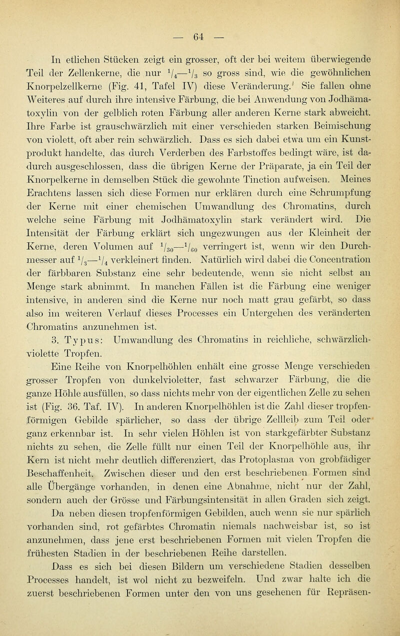 In etlichen Stücken zeigt ein grosser, oft der bei weitem überwiegende Teil der Zellenkerne, die nur ^4—Vs so gross sind, wie die gewöhnlichen Knorpelzellkerne (Fig. 41, Tafel IV) diese Veränderung.' Sie fallen ohne Weiteres auf durch ihre intensive Färbung, die bei Anwendung von Jodhäma- toxylin von der gelblich roten Färbung aller anderen Kerne stark abweicht. Ihre Farbe ist grauschwärzlich mit einer verschieden starken Beimischung von violett, oft aber rein schwärzlich. Dass es sich dabei etwa um ein Kunst- produkt handelte, das durch Verderben des Farbstoffes bedingt wäre, ist da- durch ausgeschlossen, dass die übrigen Kerne der Präparate, ja ein Teil der Knorpelkerne in demselben Stück die gewohnte Tinction aufweisen. Meines Erachtens lassen sich diese Formen nur erklären durch eine Schrumpfung der Kerne mit einer chemischen Umwandlung des Chromatins, durch welche seine Färbung mit Jodhämatoxylin stark verändert wird. Die Intensität der Färbung erklärt sich ungezwungen aus der Kleinheit der Kerne, deren Volumen auf ^j^^—^Veo verringert ist, wenn wir den Durch- messer auf ^/.j—^/^ verkleinert finden. Natürlich wird dabei die Concentration der färbbaren Substanz eine sehr bedeutende, wenn sie nicht selbst an Menge stark abnimmt. In manchen Fällen ist die Färbung eine weniger intensive, in anderen sind die Kerne nur noch matt grau gefärbt, so dass also im weiteren Verlauf dieses Processes ein Untergehen des veränderten Chromatins anzunehmen ist. 3. Typus: Umwandlung des Chromatins in reichliche, schwärzlich- violette Tropfen. Eine Reihe von Knorpelhöhlen enhält eine grosse Menge verschieden grosser Tropfen von dunkelvioletter, fast schwarzer Färbung, die die ganze Höhle ausfüllen, so dass nichts mehr von der eigentlichen Zelle zu sehen ist (Fig. 36. Taf. IV). In anderen Knorpelhöhlen ist die Zahl dieser tropfen- förmigen Gebilde spärlicher, so dass der übrige Zellleib zum Teil oder ganz erkennbar ist. In sehr vielen Höhlen ist von starkgefärbter Substanz nichts zu sehen, die Zelle füllt nur einen Teil der Knorpelhöhle aus, ilir Kern ist nicht mehr deutlich differenziert, das Protoplasma von grobfädiger Beschaffenheit. Zwischen dieser und den erst beschriebenen Formen sind alle Übergänge vorhanden, in denen eine Abnahme, nicht nur der Zahl, sondern auch der Grösse und Färbungsintensität in allen Graden sich zeigt. Da neben diesen tropfenförmigen Gebilden, auch wenn sie nur spärhch vorhanden sind, rot gefärbtes Chromatin niemals nachweisbar ist, so ist anzunehmen, dass jene erst beschriebenen Formen mit vielen Tropfen die frühesten Stadien in der beschriebenen Reihe darstellen. Dass es sich bei diesen Bildern um verschiedene Stadien desselben Processes handelt, ist wol nicht zu bezweifeln. Und zwar halte ich die zuerst beschriebenen Formen unter den von uns gesehenen für Repräsen-