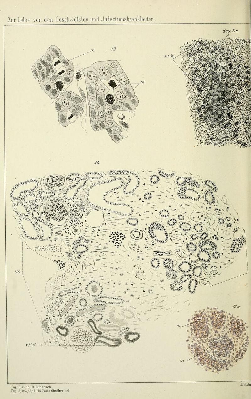 t^i^^S ^ ]'<:): JJ %>; O ^■^ ^1;^ l't^j^t^.p--M) ^4- ,ij»,'- <=:^-^^-'s', Fig. 13,14,16 O.Lubarsch Fig. r2,l?,a,l5,17u.l8 Paula Günther del.