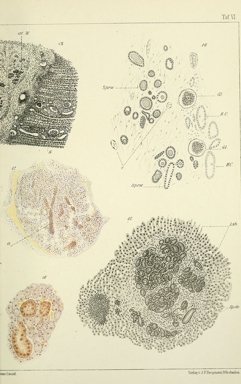 Taf.\T. /7 Sprw —'—f- J ^ S'pnv J^ <»:>> •♦;,:.,., ■■ ' ^^: #^ i I fe.. .: ■.^?, 2^(5. SfidK ^ « '•*4'^ nas,Cass«l. Verlag v. J.F.BergmanTi,Wiesbaden.