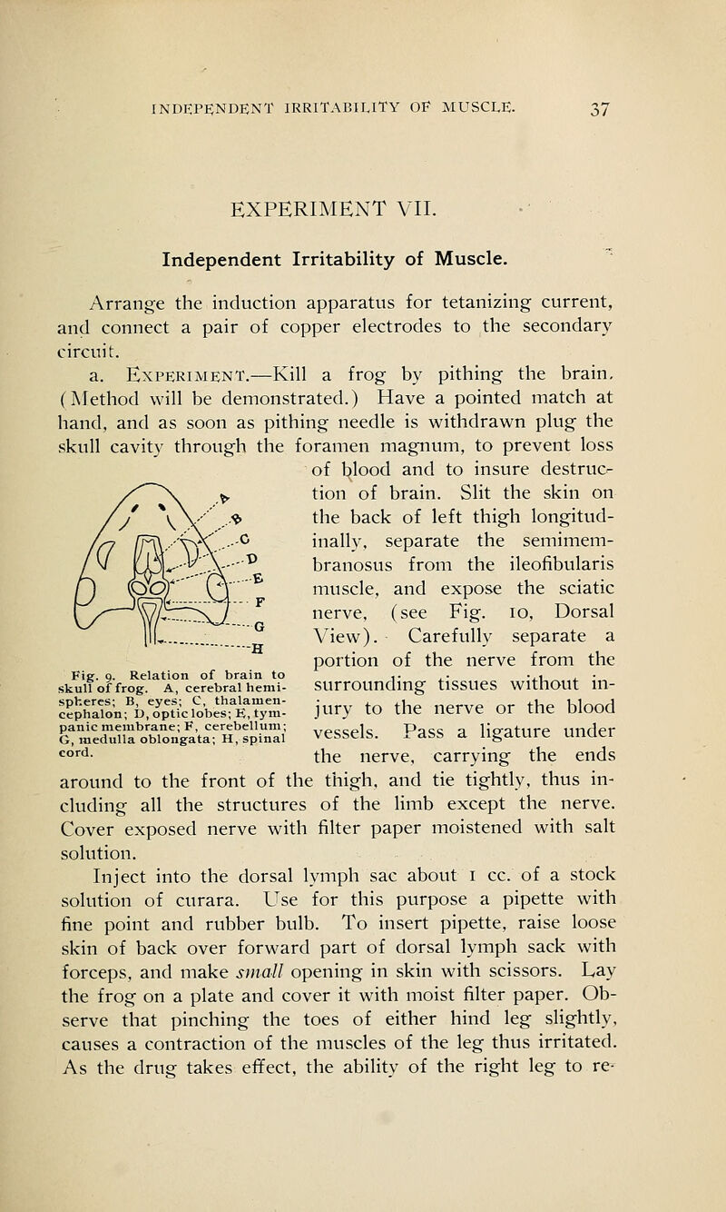 EXPERIMENT VII. Independent Irritability of Muscle. Arrange the induction apparatus for tetanizing current, and connect a pair of copper electrodes to the secondary circuit. a. Experiment.—Kill a frog by pithing the brain, (Method will be demonstrated.) Have a pointed match at hand, and as soon as pithing needle is withdrawn plug the skull cavity through the foramen magnum, to prevent loss of blood and to insure destruc^ tion of brain. Slit the skin on the back of left thigh longitud- inally, separate the semimem- branosus from the ileofibularis muscle, and expose the sciatic nerve, (see Fig. lo. Dorsal View). Carefully separate a portion of the nerve from the surrounding tissues without in- jury to the nerve or the blood vessels. Pass a ligature under the nerve, carrying the ends around to the front of the thigh, and tie tightly, thus in- cluding all the structures of the limb except the nerve. Cover exposed nerve with filter paper moistened with salt solution. Inject into the dorsal lymph sac about i cc. of a stock solution of curara. Use for this purpose a pipette with fine point and rubber bulb. To insert pipette, raise loose skin of back over forward part of dorsal lymph sack with forceps, and make small opening in skin with scissors. Lay the frog on a plate and cover it with moist filter paper. Ob- serve that pinching the toes of either hind leg slightly, causes a contraction of the muscles of the leg thus irritated. As the drug takes effect, the ability of the right leg to re- Fig. 9. Relation of brain to skull of frog. A, cerebral hemi- spheres; B, eyes; C, thalamen- cephalon; D, opticlobes; E, tym- panic membrane; F, cerebellum; G, medulla oblongata; H, spinal cord.