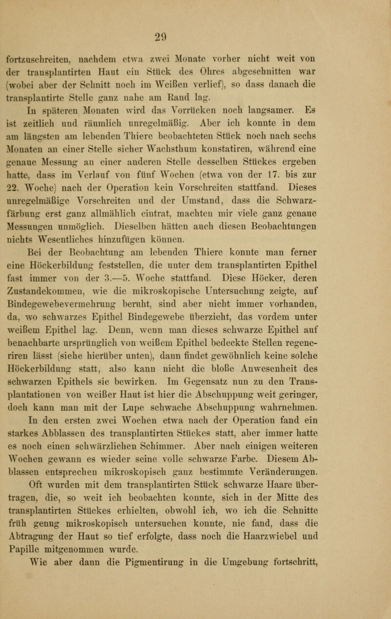 fortzuschreiten, nachdem etwa zAvci Monate vorher nicht weit von der trausplantirteu Haut ein Stück des Ohres abgeschnitten war (wobei aber der Schnitt noch im Weißen verlief), so dass danach die transplantirte Stelle ganz nahe am Rand lag. In späteren Monaten wird das Vorrücken noch langsamer. Es ist zeitlich und räumlich unregelmäßig. Aber ich konnte in dem am längsten am lebenden Thiere beobachteten Stück noch nach sechs Monaten an einer Stelle sicher Wachsthum konstatiren, während eine genaue Messung an einer anderen Stelle desselben Stückes ergeben hatte, dass im Verlauf von fünf Wochen (etwa von der 17. bis zur 22. Woche) nach der Operation kein Vorschreiten stattfand. Dieses unregelmäßige Vorschreiten und der Umstand, dass die Schwarz- färbung erst ganz allmählich eintrat, machten mir viele ganz genaue Messungen unmöglich. Dieselben hätten auch diesen Beobachtungen nichts Wesentliches hinzufügen können. Bei der Beobachtung am lebenden Thiere konnte man ferner eine Höckerbildung feststellen, die unter dem transplantirten Epithel fast immer von der 3.—5. Woche stattfand. Diese Höcker, deren Zustandekommen, wie die mikroskopische Untersuchung zeigte, auf Bindegewebevermehraug beruht, sind aber nicht immer vorhanden, da, wo schwarzes Epithel Bindegewebe tiberzieht, das vordem unter weißem Epithel lag. Denn, wenn man dieses schwarze Epithel auf benachbarte ursprünglich von weißem Epithel bedeckte Stellen regene- riren lässt (siehe hierüber unten), dann findet gewöhnlich keine solche Höckerbildung statt, also kann nicht die bloße Anwesenheit des schwarzen Epithels sie bewirken. Im Gegensatz nun zu den Trans- plantationen von weißer Haut ist hier die Abschuppung weit geringer, doch kann man mit der Lupe schwache Abschuppung wahrnehmen. In den ersten zwei Wochen etwa nach der Operation fand ein starkes Abblassen des transplantirten Stückes statt, aber immer hatte es noch einen schwärzlichen Schimmer. Aber nach einigen weiteren Wochen gewann es wieder seine volle schwarze Farbe. Diesem Ab- blassen entsprechen mikroskopisch ganz bestimmte Veränderungen. Oft wurden mit dem transplantirten Stück schwarze Haare über- tragen, die, so weit ich beobachten konnte, sich in der Mitte des transplantirten Stückes erhielten, obwohl ich, wo ich die Schnitte früh genug mikroskopisch untersuchen konnte, nie fand, dass die Abtragimg der Haut so tief erfolgte, dass noch die Haarzwiebel und Papille mitgenommen wnrde. Wie aber dann die Pigmentirung in die Umgebung fortschritt,