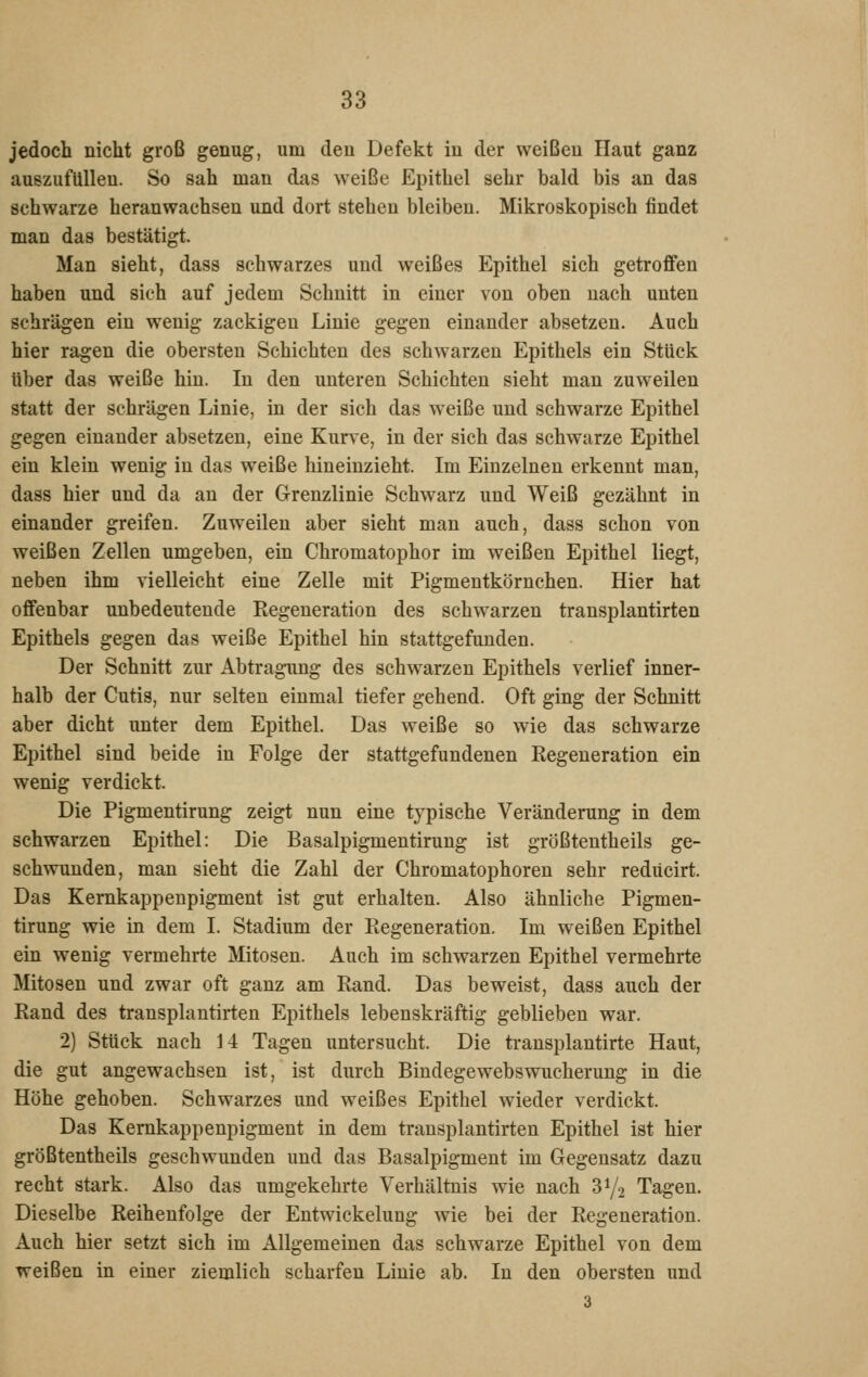 jedoch nicht groß genug, um deu Defekt in der weißen Haut ganz auszufüllen. So sah man das weiße Epithel sehr bald bis an das schwarze heranwachsen und dort stehen bleiben. Mikroskopisch findet man das bestätigt. Man sieht, dass schwarzes und weißes Epithel sich getroffen haben und sieh auf jedem Schnitt in einer von oben nach unten schrägen ein wenig zackigen Linie gegen einander absetzen. Auch hier ragen die obersten Schichten des schwarzen Epithels ein Stück über das weiße hin. In den unteren Schichten sieht man zuweilen statt der schrägen Linie, in der sich das weiße und schwarze Epithel gegen einander absetzen, eine Kurve, in der sich das schwarze Epithel ein klein wenig in das weiße hineinzieht. Im Einzelnen erkennt man, dass hier und da an der Grrenzlinie Schwarz und Weiß gezähnt in einander greifen. Zuweilen aber sieht man auch, dass schon von weißen Zellen umgeben, ein Chromatophor im weißen Epithel liegt, neben ihm vielleicht eine Zelle mit Pigmentkörnchen. Hier hat offenbar unbedeutende Regeneration des schwarzen transplantirten Epithels gegen das weiße Epithel hin stattgefunden. Der Schnitt zur Abtragung des schwarzen Epithels verlief inner- halb der Cutis, nur selten einmal tiefer gehend. Oft ging der Schnitt aber dicht unter dem Epithel. Das weiße so wie das schwarze Epithel sind beide in Folge der stattgefundenen Regeneration ein wenig verdickt. Die Pigmentirung zeigt nun eine typische Veränderung in dem schwarzen Epithel: Die Basalpigmentirung ist größtentheils ge- schwunden, man sieht die Zahl der Chromatophoren sehr redticirt. Das Kemkappenpigment ist gut erhalten. Also ähnliche Pigmen- tirung wie in dem L Stadium der Regeneration. Im weißen Epithel ein wenig vermehrte Mitosen. Auch im schwarzen Epithel vermehrte Mitosen und zwar oft ganz am Rand. Das beweist, dass auch der Rand des transplantirten Epithels lebenskräftig geblieben war. 2) Stück nach 14 Tagen untersucht. Die transplantirte Haut, die gut angewachsen ist, ist durch Bindegewebswucherung in die Höhe gehoben. Schwarzes und weißes Epithel wieder verdickt. Das Kemkappenpigment in dem transplantirten Epithel ist hier größtentheils geschwunden und das Basalpigment im Gegensatz dazu recht stark. Also das umgekehrte Verhältnis wie nach 3Y2 Tagen. Dieselbe Reihenfolge der Entwickelung wie bei der Regeneration. Auch hier setzt sich im Allgemeinen das schwarze Epithel von dem weißen in einer ziemlich scharfen Linie ab. In den obersten und 3