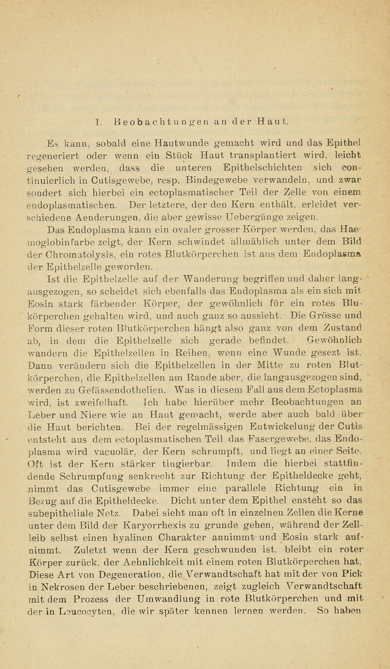 Es kann, sobald eioe Hautwunde gemacht wird und das Epithel regeneriert oder wenn ein Stück Haut traasplantiert wird, leicht gesehen werdeo, dass die unteren Epithelschichten sich con- tinuierlich in Cutisgewebe, resp. Bindegewebe verwandeln, und zwar sondert sich hiex'bei ein ectoplasmatischer Teil der Zelle von einem endoplasmatischen. Der letztere, der den Kern enthält, erleidet ver- schiedene Aenderungen, die aber gewisse Uebergänge zeigen. Das Endoplasma kann ein ovaler grosser Körper werden, das Hae- moglobinfärbe zeigt, der Kern schwindet allmählich unter dem Bild der Chromatolysis, ein rotes Blutkörperchen ist aus dem Endoplasma der Epithelzelle geworden. Ist die Epithelzelle auf der Wanderung begriffen und daher lang- ausgezogen, so scheidet sich ebenfalls das Endoplasma als ein sich mit Eosin stark färbender Körper, der gewöhnlich für ein rotes Blu- körperchen gehalten wird, und auch ganz so aussieht. Die Gi-össe und Form dieser roten Blutkörperchen hängt also ganz von dem Zustand ab, in dem die Epithelzelle sich gerade befindet. Gewöhnlich wandern die Epithelzellen in Reihen, wenn eine Wunde gesezt ist. Dann verändern sich die Epithelzellen in der Mitte zu roten Blut- körperchen, die Epithelzellen am Rande aber, die langausgezogen sind, werden zu G-efässendothelien. Was in diesem Fall aus demEctoplasraa wird, ist zweifelhaft. Ich habe hierüber mehr Beobachtungen an Leber und Niere wie an Haut gemacht, werde aber auch bald über die Haut berichten. Bei der regelmässigen Entwickelung der Cutis entsteht aus dem ectoplasmatischen Teil das Fasergewebe, das Endo- plasma wird vacuolär, der Kern schrumpft, und liegt an einer Seite. Oft ist der Kern stärker tingierbar. Indem die hierbei stattfin- dende Schrumpfung senkrecht zur Richtung der Epitheldecke geht, pimmt das Cutisgewebe immer eine parallele Richtung ein in Bezug auf die Epitheldecke. Dicht unter dem Epithel ensteht so das subepitheliale Netz. Dabei sieht man oft in einzelnen Zellen die Kerne unter dem Bild der Karyorrhexis zu gründe gehen, während der Zell- leib selbst einen hyalinen Charakter annimmt und Eosin stark auf- nimmt. Zuletzt wenn der Kern geschwunden ist. bleibt ein roter Körper zurück, der Aehnlichkeit mit einem roten Blutkörperchen hat, Diese Art von Degeneration, die Verwandtschaft hat mit der von Pick in Nekrosen der Leber beschriebenen, zeigt zugleich Verwandtschaft mit dem Prozess der Umwandlung in rote Blutkörperchen und mit der in Leucocyten, die wir später kennen lernen werden. So haben
