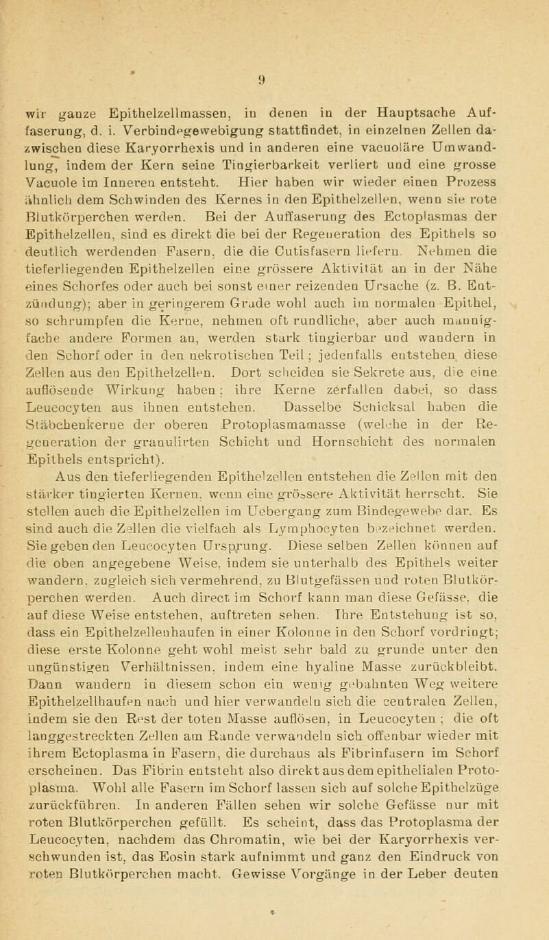 wir ganze Epithelzellmassen, in denen in der Hauptsache Auf- faserung, d. i. Verbindt^gevvebigung stattfindet, in einzelnen Zellen da- zwischen diese Karyorrhexis und in anderen eine vacuoläre Umwand- lung, indem der Kern seine Tingierbarkeit verliert und eine grosse Vacuole im laueren entsteht. Hier haben wir wieder einen Prozess iUinlich dem Schwinden des Kernes in den Epithelzellen, wenn sie rote Blutkörperchen werden. Bei der Auffaserung des Ectoplasmas der Epithelzellen, sind es direkt die bei der Regeneration des Epithels so deutlich werdenden Fasern, die die Cutisfasern liefern. Nehmen die tieferl legen den Epithelzellen eine grössere Aktivität an in der Nähe eines Schorfes oder auch bei sonst einer reizenden Ursache (z. B. Ent- ,:;üiiduug); aber in geringerem Grade wohl auch im normalen Epithel, so schrumpfen die Kerne, nehmen oft rundliche, aber auch mannig- fache andere Formen an, werden stark tingierbar und wandern in den Schorf oder in den nekrotischen Teil; jedenfalls entstehen diese Zellen aus den Epithelzellen. Dort sclieiden sie Sekrete aus, die eine auflösende Wirkung haben: ihre Kerne zerfallen dabei, so dass Leucocyten aus ihnen entstehen. Dasselbe Schicksal haben die Stäbchenkerne der oberen Protoplasmamasse (welche in der Re- generation der granulirten Schicht und Hornschicht des normalen Epithels entspricht). Aus den tieferliegenden Epithelzellen entstehen die Zellen mit den stäi'ker tingierten Kei^nen, wenn eine grössere Aktivität herrscht. Sie stellen auch die Epithelzellen im Uebergang zum Bindegewebe dar. Es sind auch die Zellen die vielfach als Lyraphocyten br-zeichnet werden. Sie geben den Leucocyten Ursprung. Diese selben Zellen können auf die oben angegebene Weise, indem sie unterhalb des Epithels weiter wandern, zugleich sich vermehrend, zu Blutgefässen und roten Blutkör- perchen werden. Auch direct im Schorf kann man diese Gefässe. die auf diese Weise entstehen, auftreten sehen. Ihre Entstehung ist so, dass ein Eplthelzellenhaufen in einer Kolonne in den Schorf vordringt; diese erste Kolonne geht wohl meist sehr bald zu gründe unter den vmgünstigen Verhältnissen, indem eine hyaline Masse zurückbleibt. Dann wandern in diesem schon ein wenig gebahnten Weg weitere Epithelzellhaufen nach und hier verwandeln sich die centralen Zellen, indem sie den Rest der toten Masse auflösen, in Leucocyten ; die oft langgestreckten Zellen am Rande verwandeln sich offenbar wieder mit ihrem Ectoplasma in Fasern, die durchaus als Fibrinfusern im Schorf erscheinen. Das Fibrin entsteht also direkt aus dem epithelialen Proto- plasma. Wohl alle Fasern im Schorf lassen sich auf solche Epithelzüge zurückführen. In anderen Fällen sehen wir solche Gefässe nur mit roten Blutkörperchen gefüllt. Es scheint, dass das Protoplasma der Leucocyten, nachdem das Chromatin, wie bei der Karyorrhexis ver- schwunden ist, das Eosin stark aufnimmt und ganz den Eindruck von roten Blutkörperchen macht. Gewisse Vorgänge in der Leber deuten