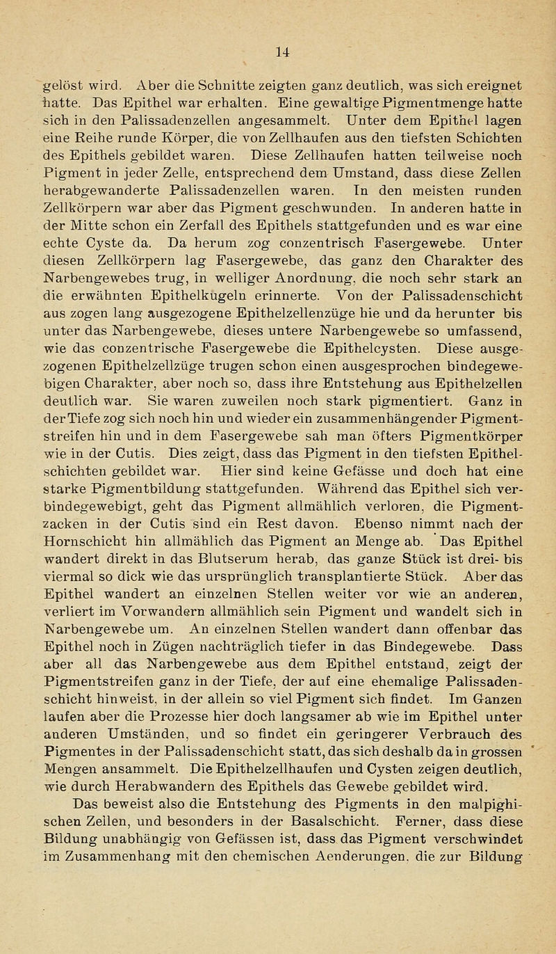 gelöst wird. Aber die Schnitte zeigten ganz deutlich, was sich ereignet iiatte. Das Epithel war erhalten. Eine gewaltige Pigmentmenge hatte sich in den Palissadenzellen angesammelt. Unter dem Epithel lagen eine Reihe runde Körper, die von Zellhaufen aus den tiefsten Schichten des Epithels gebildet waren. Diese Zellhaufen hatten teilweise noch Pigment in jeder Zelle, entsprechend dem Umstand, dass diese Zellen herabgewanderte Palissadenzellen waren. Tn den meisten runden Zellkörpern war aber das Pigment geschwunden. In anderen hatte in der Mitte schon ein Zerfall des Epithels stattgefunden und es war eine echte Cyste da. Da herum zog conzentrisch Fasergewebe. Unter diesen Zellkörpern lag Pasergewebe, das ganz den Charakter des Narbengewebes trug, in welliger Anordnung, die noch sehr stark an die erwähnten Epithelkugeln erinnerte. Von der Palissadenschicht aus zogen lang ausgezogene Epithelzellenzüge hie und da herunter bis unter das Narbengewebe, dieses untere Narbengewebe so umfassend, wie das conzentrische Pasergewebe die Epithelcysten. Diese ausge- zogenen Epithelzellzüge trugen schon einen ausgesprochen bindegewe- bigen Charakter, aber noch so, dass ihre Entstehung aus Epithelzellen deutlich war. Sie waren zuweilen noch stark pigmentiert. Ganz in der Tiefe zog sich noch hin und wieder ein zusammenhängender Pigment- streifen hin und in dem Fasergewebe sah man öfters Pigmentkörper wie in der Cutis. Dies zeigt, dass das Pigment in den tiefsten Epithel- schichten gebildet war. Hier sind keine Gefässe und doch hat eine starke Pigmentbildung stattgefunden. Während das Epithel sich ver- bindegewebigt, geht das Pigment allmählich verloren, die Pigment- zacken in der Cutis sind ein Rest davon. Ebenso nimmt nach der Hornschicht hin allmählich das Pigment an Menge ab. Das Epithel wandert direkt in das Blutserum herab, das ganze Stück ist drei- bis viermal so dick wie das ursprünglich transplantierte Stück. Aber das Epithel wandert an einzelnen Stellen weiter vor wie an anderen, verliert im Vorwandern allmählich sein Pigment und wandelt sich in Narbengewebe um. An einzelnen Stellen wandert dann offenbar das Epithel noch in Zügen nachträglich tiefer in das Bindegewebe. Dass aber all das Narbengewebe aus dem Epithel entstand, zeigt der Pigmentstreifen ganz in der Tiefe, der auf eine ehemalige Palissaden- schicht hinweist, in der allein so viel Pigment sich findet. Im Ganzen laufen aber die Prozesse hier doch langsamer ab wie im Epithel unter anderen Umständen, und so findet ein geringerer Verbrauch des Pigmentes in der Palissadenschicht statt, das sich deshalb da in grossen Mengen ansammelt. Die Epithelzellhaufen und Cysten zeigen deutlich, wie durch Herabwandern des Epithels das Gewebe gebildet wird. Das beweist also die Entstehung des Pigments in den malpighi- schen Zellen, und besonders in der Basalschicht. Ferner, dass diese Bildung unabhängig von Gefässen ist, dass das Pigment verschwindet im Zusammenhang mit den chemischen Aenderungen. die zur Bildung