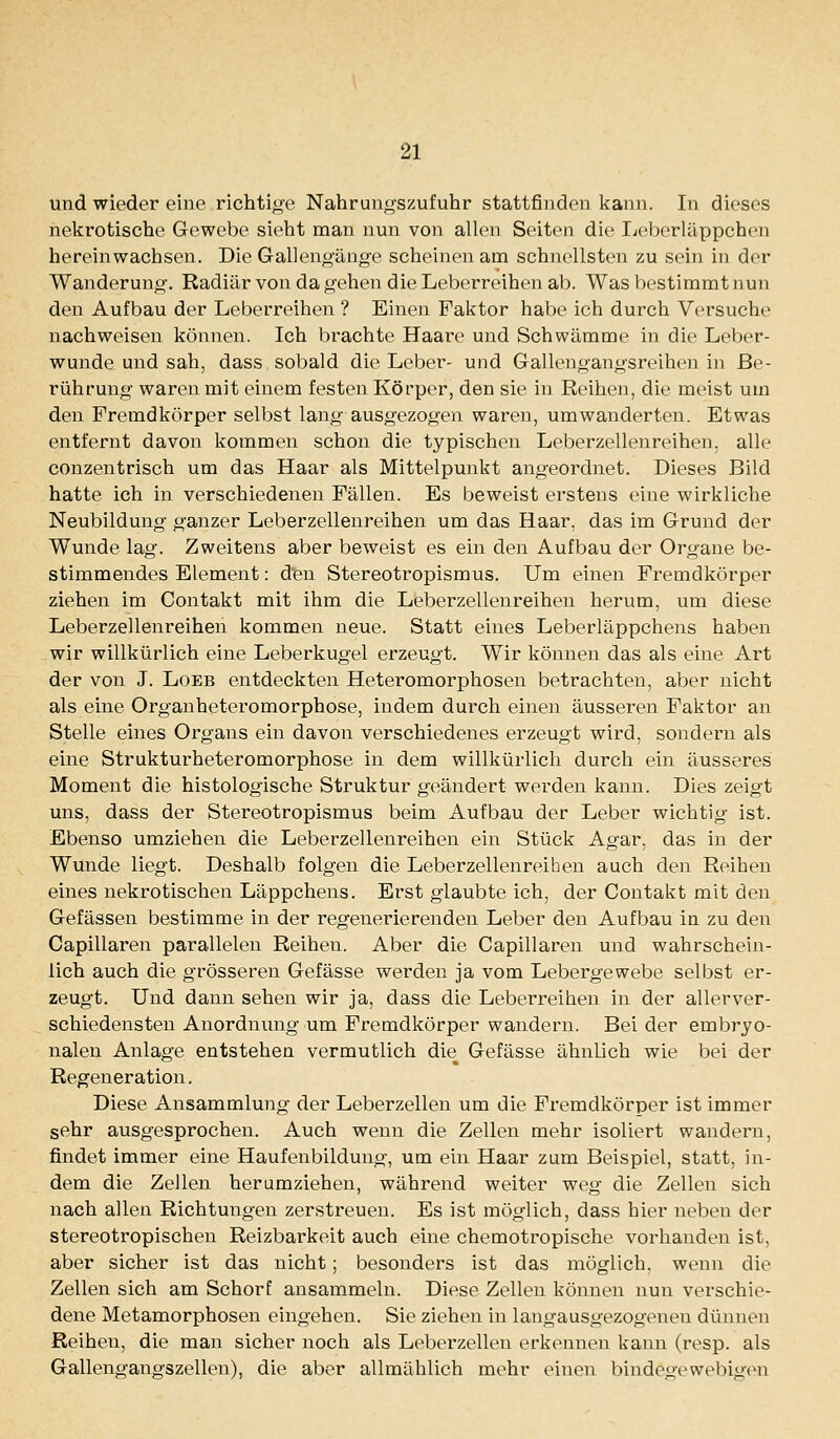 und wieder eine richtige Nahrungszufuhr stattfinden kann. In dieses nekrotische Gewebe sieht man nun von allen Seiten die Ijeberlüppchen hereinwachsen. Die Gallengänge scheinen am schnellsten zu sein in der Wanderuno-. Radiär von da gehen die Leberreihen ab. Was bestimmt nun den Aufbau der Leberreihen ? Einen Faktor habe ich durch Versuche nachweisen können. Ich brachte Haai'e und Schwämme in die Leber- wunde und sah, dass sobald die Leber- und Gallengangsreihen in Be- rührung waren mit einem festen Körper, den sie in Reihen, die meist um den Fremdkörper selbst lang ausgezogen waren, umwanderten. Etwas entfernt davon kommen schon die typischen Leberzellenreihen, alle conzentrisch um das Haar als Mittelpunkt angeordnet. Dieses Bild hatte ich in verschiedenen Fällen. Es beweist erstens eine wirkliche Neubildung ganzer Leberzellenreihen um das Haar, das im Grund der Wunde lag. Zweitens aber beweist es ein den Aufbau der Oi'gane be- stimmendes Element: den Stereotropismus. Um einen Fremdkörper ziehen im Contakt mit ihm die Leberzellenreihen herum, um diese Leberzellenreihen kommen neue. Statt eines Leberläppchens haben wir willkürlich eine Leberkugel erzeugt. Wir können das als eine Art der von J. Loeb entdeckten Heteromorphosen betrachten, aber nicht als eine Organheteromorphose, indem durch einen äusseren Faktor an Stelle eines Organs ein davon verschiedenes erzeugt wird, sondern als eine Strukturheteromorphose in dem willkürlich durch ein äusseres Moment die histologische Struktur geändert werden kann. Dies zeigt uns, dass der Stereotropismus beim Aufbau der Leber wichtig ist. Ebenso umziehen die Leberzellenreihen ein Stück Agar, das in der Wunde liegt. Deshalb folgen die Leberzellenreihen auch den Reihen eines nekrotischen Läppchens. Erst glaubte ich, der Contakt mit den Gefässen bestimme in der regenerierenden Leber den Aufbau in zu den Capillaren parallelen Reihen. Aber die Capillaren und wahrschein- lich auch die grösseren Gefässe werden ja vom Lebergewebe selbst er- zeugt. Und dann sehen wir ja, dass die Leberreihen in der allerver- schiedensten Anordnung um Fremdkörper wandern. Bei der embryo- nalen Anlage entstehen vermutlich die Gefässe ähnlich wie bei der Regeneration. Diese Ansammlung der Leberzellen um die Fremdkörper ist immer sehr ausgesprochen. Auch wenn die Zellen mehr isoliert wandeini, findet immer eine Haufenbildung, um ein Haar zum Beispiel, statt, in- dem die Zellen herumziehen, während weiter weg die Zellen sich nach allen Richtungen zerstreuen. Es ist möglich, dass hier neben der stereotropischen Reizbarkeit auch eine chemotropische vorhanden ist, aber sicher ist das nicht; besonders ist das möglich, wenn die Zellen sich am Schorf ansammeln. Diese Zellen können nun verschie- dene Metamorphosen eingehen. Sie ziehen in langausgezogeneii dünnen Reihen, die man sicher noch als Leberzellen erkennen kann (resp. als Gallengangszellen), die aber allmählich mehr einen bindegewebigen