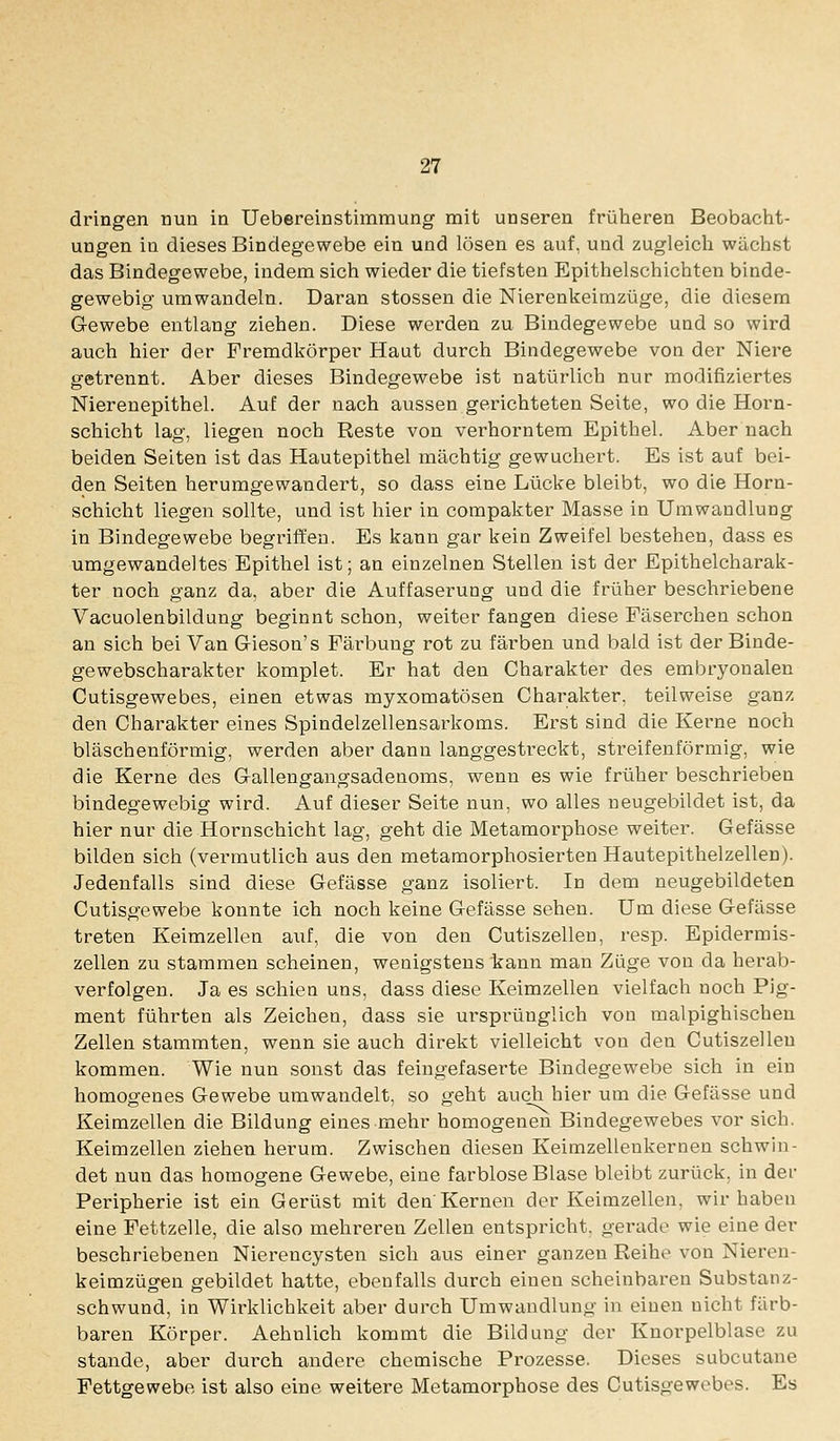 dringen nun in Uebereinstimmung nait unseren früheren Beobacht- ungen in dieses Bindegewebe ein und lösen es auf, und zugleich wächst das Bindegewebe, indem sich wieder die tiefsten Epithelschichten binde- gewebig umwandeln. Daran stossen die Nierenkeimzüge, die diesem G-ewebe entlang ziehen. Diese werden zu Bindegewebe und so wird auch hier der Fremdkörper Haut durch Bindegewebe von der Niere getrennt. Aber dieses Bindegewebe ist natürlich nur modifiziertes Nierenepithel. Auf der nach aussen gerichteten Seite, wo die Horn- schicht lag, liegen noch Reste von verhorntem Epithel. Aber nach beiden Seiten ist das Hautepithel mächtig gewuchert. Es ist auf bei- den Seiten herumgewandert, so dass eine Lücke bleibt, wo die Horn- schicht liegen sollte, und ist hier in compakter Masse in Umwandlung in Bindegewebe begriffen. Es kann gar kein Zweifel bestehen, dass es umgewandeltes Epithel ist; an einzelnen Stellen ist der Epithelcharak- ter noch ganz da, aber die Auffaserung und die früher beschriebene Vacuolenbildung beginnt schon, weiter fangen diese Fäserchen schon an sich bei Van G-ieson's Färbung rot zu färben und bald ist der Binde- gewebscharakter komplet. Er hat den Charakter des embryonalen Cutisgewebes, einen etwas myxomatösen Charakter, teilweise ganz den Charakter eines Spindelzellensarkoms. Erst sind die Kerne noch bläschenförmig, werden aber dann langgestreckt, streifenförmig, wie die Kerne des Gallengangsadenoms, wenn es wie früher beschrieben bindegewebig wird. Auf dieser Seite nun, wo alles neugebildet ist, da hier nur die Hornschicht lag, geht die Metamorphose weiter. Gefässe bilden sich (vermutlich aus den metamorphosierten Hautepithelzellen). Jedenfalls sind diese Gefässe ganz isoliert. In dem neugebildeten Cutisgewebe konnte ich noch keine G-efässe sehen. Um diese Gefässe treten Keimzellen auf, die von den Cutiszellen, resp. Epidermis- zellen zu stammen scheinen, wenigstens kann man Züge von da herab- verfolgen. Ja es schien uns, dass diese Keimzellen vielfach noch Pig- ment führten als Zeichen, dass sie ursprünglich von malpighischen Zellen stammten, wenn sie auch direkt vielleicht von den Cutiszellen kommen. Wie nun sonst das feingefaserte Bindegewebe sich in ein homogenes Gewebe umwandelt, so geht auch hier um die Gefässe und Keimzellen die Bildung eines mehr homogenen Bindegewebes vor sich. Keimzellen ziehen herum. Zwischen diesen Keimzellenkernen schwin- det nun das homogene Gewebe, eine farblose Blase bleibt zurück, in der Peripherie ist ein Gerüst mit den Kernen der Keimzellen, wir haben eine Fettzelle, die also mehreren Zellen entspricht, gerade wie eine der beschriebenen Nierencysten sich aus einer ganzen Reihe von Nieren- keimzügen gebildet hatte, ebenfalls durch einen scheinbaren Substanz- schwund, in Wirklichkeit aber durch Umwandlung in einen nicht färb- baren Körper. Aehnlich kommt die Bildung der Knorpelblase zu stände, aber durch andere chemische Prozesse. Dieses subcutane Fettgewebe ist also eine weitere Metamorphose des Cutisgewebes. Es