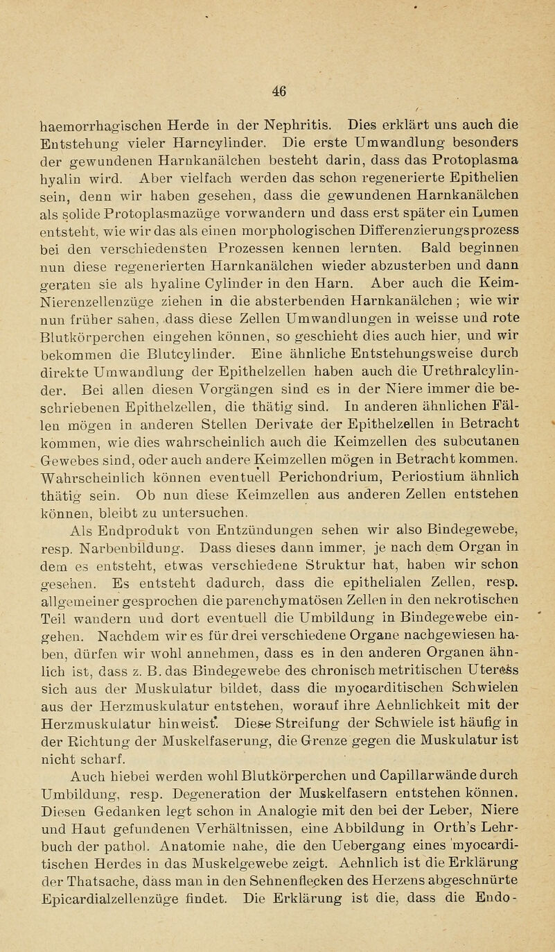 haemorrhagischen Herde in der Nephritis. Dies erklärt uns auch die Entstehung vieler Harncylinder. Die erste Umwandlung besonders der gewundenen Harnkanälchen besteht darin, dass das Protoplasma hyalin wird. Aber vielfach werden das schon regenerierte Epithelien sein, denn wir haben gesehen, dass die gewundenen Harnkanälchen als solide Protoplasmazüge vorwandern und dass erst später ein Lumen entsteht, Vv'ie wir das als einen morphologischen Differenzierungsprozess bei den verschiedensten Prozessen kennen lernten. Bald beginnen nun diese regenerierten Harnkanälchen wieder abzusterben und dann geraten sie als hyaline Cylinder in den Harn. Aber auch die Keim- Nierenzellenzüge ziehen in die absterbenden Harnkanälchen ; wie wir nun früher sahen, dass diese Zellen Umwandlungen in weisse und rote Blutkörperchen eingehen können, so geschieht dies auch hier, und wir bekommen die Blutcylinder. Eine ähnliche Entstehungsweise durch direkte Umwandlung der Epithelzellen haben auch die Urethralcylin- der. Bei allen diesen Vorgängen sind es in der Niere immer die be- schriebenen Epithelzellen, die thätig sind. In anderen ähnlichen Fäl- len mögen in anderen Stellen Derivate der Epithelzellen in Betracht kommen, wie dies wahrscheinlich auch die Keimzellen des subcutanen Gewebes sind, oder auch andere Keimzellen mögen in Betracht kommen. Wahrscheinlich können eventuell Perichondrium, Periostium ähnlich thätig sein. Ob nun diese Keimzellen aus anderen Zellen entstehen können, bleibt zu untersuchen. Als Endprodukt von Entzündungen sehen wir also Bindegewebe, resp. Narbenbildung. Dass dieses dann immer, je nach dem Organ in dem es entsteht, etwas verschiedene Struktur hat, haben wir schon gesehen. Es entsteht dadurch, dass die epithelialen Zellen, resp. allgemeiner gesprochen die parenchymatösen Zellen in den nekrotischen Teil wandern und dort eventuell die Umbildung in Bindegewebe ein- gehen. Nachdem wir es für drei verschiedene Organe nachgewiesen ha- ben, dürfen wir wohl annehmen, dass es in den anderen Organen ähn- lich ist, dass z. B. das Bindegewebe des chronisch metritischen Uterus sich aus der Muskulatur bildet, dass die myocarditischen Schwielen aus der Herzmuskulatur entstehen, worauf ihre Aehnlichkeit mit der Herzmuskulatur hinweist'. Die&e Streifung der Schwiele ist häufig in der Richtung der Muskeifaserung, die Grenze gegen die Muskulatur ist nicht scharf. Auch hiebei werden wohl Blutkörperchen und Capillarwände durch Umbildung, resp. Degeneration der Muskelfasern entstehen können. Diesen Gedanken legt schon in Analogie mit den bei der Leber, Niere und Haut gefundenen Verhältnissen, eine Abbildung in Orth's Lehr- buch der pathol. Anatomie nahe, die den Uebergang eines myocardi- tischen Herdes in das Muskelgewebe zeigt. Aehnlich ist die Erklärung der Thatsache, dass man in den Sehnenflepken des Herzens abgeschnürte Epicardialzellenzüge findet. Die Erklärung ist die, dass die Endo-