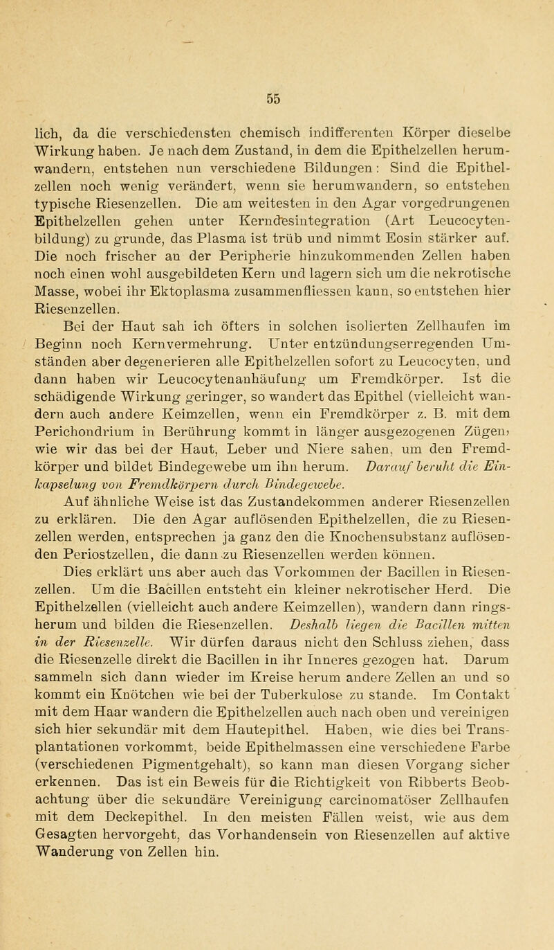 lieh, da die verschiedensten chemisch indifferenten Körper dieselbe Wirkung haben. Je nachdem Zustand, in dem die Epithelzellen herum- wandern, entstehen nun verschiedene Bildungen: Sind die Epithel- zellen noch wenig verändert, wenn sie herumwandern, so entstehen typische Riesenzellen. Die am weitesten in den Agar vorgedrungenen Epithelzellen gehen unter Kerndesintegration (Art Leucocyten- bildung) zu gründe, das Plasma ist trüb und nimmt Eosin stärker auf. Die noch frischer an der Peripherie hinzukommenden Zellen haben noch einen wohl ausgebildeten Kern und lagern sich um die nekrotische Masse, wobei ihr Ektoplasma zusammenfliessen kann, so entstehen hier Riesenzellen. Bei der Haut sah ich öfters in solchen isolierten Zellhaufen im Beginn noch Kern Vermehrung. Unter entzündungserregenden Um- ständen aber degenerieren alle Epithelzellen sofort zu Leucocyten, und dann haben wir Leucocytenanhäufung um Fremdkörper. Ist die schädigende Wirkung geringer, so wandert das Epithel (vielleicht wan- dern auch andere Keimzellen, wenn ein Fremdkörper z. B. mit dem Perichondrium in Berührung kommt in länger ausgezogenen Zügen» wie wir das bei der Haut, Leber und Niere sahen, um den Fremd- körper und bildet Bindegewebe um ihn herum. Darauf beruht die Ein- kapselung von Fremdkörpern durch Bindegewehe. Auf ähnliche Weise ist das Zustandekommen anderer Riesenzellen zu erklären. Die den Agar auflösenden Epithelzellen, die zu Riesen- zellen werden, entsprechen ja ganz den die Knochensubstanz auflösen- den Periostzellen, die dann zu Riesenzellen werden können. Dies erklärt uns aber auch das Vorkommen der Bacillen in Riesen- zellen. Um die Bacillen entsteht ein kleiner nekrotischer Herd. Die Epithelzellen (vielleicht auch andere Keimzellen), wandern dann rings- herum und bilden die Riesenzellen. Deshalb liegen die Bacillen mitten in der Riesenzelle. Wir dürfen daraus nicht den Schluss ziehen, dass die Riesenzelle direkt die Bacillen in ihr Inneres gezogen hat. Darum sammeln sich dann wieder im Kreise herum andere Zellen an und so kommt ein Knötchen wie bei der Tuberkulose zu stände. Im Contakt mit dem Haar wandern die Epithelzellen auch nach oben und vereinigen sich hier sekundär mit dem Hautepithel. Haben, wie dies bei Trans- plantationen vorkommt, beide Epithelmassen eine vei^schiedene Farbe (verschiedenen Pigmentgehalt), so kann man diesen Vorgang sicher erkennen. Das ist ein Beweis für die Richtigkeit von Ribberts Beob- achtung über die sekundäre Vereinigung carcinomatöser Zellhaufen mit dem Deckepithel. In den meisten Fällen weist, wie aus dem Gesagten hervorgeht, das Vorhandensein von Riesenzellen auf aktive Wanderung von Zellen hin.