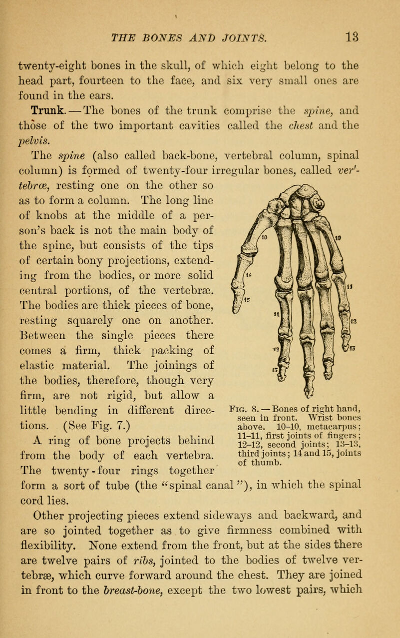 twenty-eight bones in the skull, of which eight belong to the head part, fourteen to the face, and six very small ones are found in the ears. Trunk. — The bones of the trunk comprise the spine, and those of the two important cavities called the cJiest and the 2'>elvis. The spine (also called back-bone, vertebral column, spinal column) is formed of twenty-four irregular bones, called ver'- tebrce, resting one on the other so as to form a column. The long line of knobs at the middle of a per- son's back is not the main body of the spine, but consists of the tips of certain bony projections, extend- ing from the bodies, or more solid central portions, of the vertebrae. The bodies are thick pieces of bone, resting squarely one on another. Between the single pieces there comes a firm, thick packing of elastic material. The joinings of the bodies, therefore, though very firm, are not rigid, but allow a little bending in different direc- tions. (See Mg. 7.) A ring of bone projects behind from the body of each vertebra. The twenty-four rings together form a sort of tube (the spinal canal), in which the spinal cord lies. Other projecting pieces extend sideways and backward, and are so jointed together as to give firmness combined with flexibility. None extend from the front, but at the sides there are twelve pairs of ribs, jointed to the bodies of twelve ver- tebrae, which curve forward around the chest. They are joined in front to the breast-bone, except the two lowest pairs, which Fig. 8. — Bones of right hand, seen iu front. Wrist bones above. 10-10, metacarpus; 11-11, first joints of fingers; 12-12, second joints; ia-13, third joints; 14: and 15, joints of thumb.
