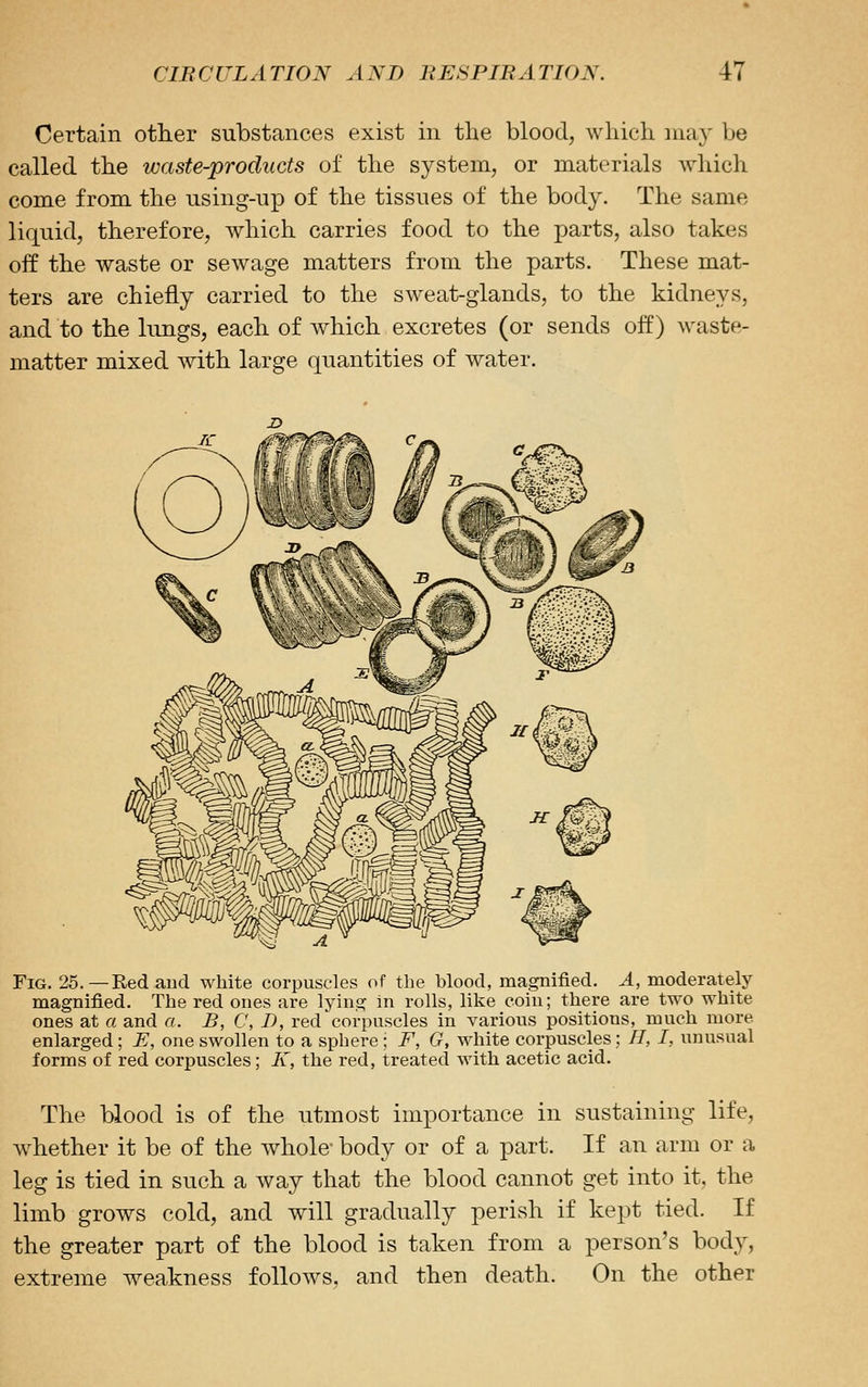 Certain other substances exist in the blood, which may be called the waste-products of the system, or materials which come from the using-up of the tissues of the body. The same liquid, therefore, which carries food to the parts, also takes off the waste or sewage matters from the parts. These mat- ters are chiefly carried to the sweat-glands, to the kidneys, and to the lungs, each of which excretes (or sends off) waste- matter mixed with large quantities of water. Fig. 25.—Redaud white corpuscles of the blood, magnified. A, moderately magnified. The red ones are lying in rolls, like coin; there are two white ones at a and a. B, C, D, red corpuscles in various positions, much more enlarged ; E, one swollen to a sphere; F, G, white corpuscles; //, I, unusual forms of red corpuscles; K, the red, treated with acetic acid. The blood is of the utmost importance in sustaining life, w^hether it be of the whole body or of a part. If an arm or a leg is tied in such a Avay that the blood cannot get into it, the limb grows cold, and will gradually perish if kept tied. If the greater part of the blood is taken from a person's body, extreme weakness follows, and then death. On the other