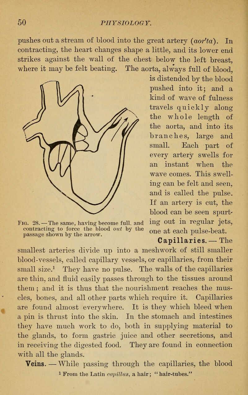 pushes out a stream of blood into the great artery (aor'ta). In contracting, the heart changes shape a little, and its lower end strikes against the wall of the chest below the left breast, where it may be felt beating. The aorta, always full of blood, is distended by the blood pushed into it; and a kind of wave of fulness travels quickly along the whole length of the aorta, and into its branches, large and small. Each part of every artery swells for an instant when the wave comes. This swell- ing can be felt and seen, and is called the pulse. If an artery is cut, the blood can be seen spurt' ing out in regular jets, one at each pulse-beat. Capillaries. — The smallest arteries divide up into a meshwork of still smaller blood-vessels, called capillary vessels, or capillaries, from their small size.^ They have no pulse. The walls of the capillaries are thin, and fluid easily passes through to the tissues around them ; and it is thus that the nourishment reaches the mus- cles, bones, and all other parts which require it. Capillaries are found almost everywhere. It is they which bleed when a pin is thrust into the skin. In the stomach and intestines they have much work to do, both in supplying material to the glands, to form gastric juice and other secretions, and in receiving the digested food. They are found in connection with all the glands. Veins.—While passing through the capillaries, the blood 1 From the Latin capillus, a hair; '* hair-tubes. Fig. 28. —The same, having become full, and contracting to force the blood out by the passage shown by the arrow.