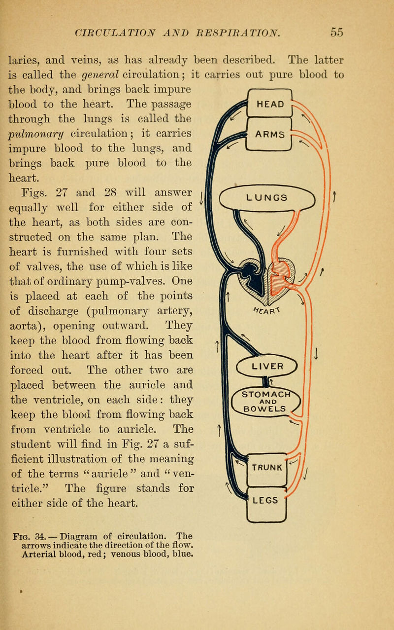 laries, and veins, as has already been described. The latter is called the general circulation; it carries out pure blood to the body, and brings back impure blood to the heart. The passage through the lungs is called the pulmonary circulation; it carries impure blood to the lungs, and brings back pure blood to the heart. Eigs. 27 and 28 will answer equally well for either side of the heart, as both sides are con- structed on the same plan. The heart is furnished with four sets of valves, the use of which is like that of ordinary pump-valves. One is placed at each of the points of discharge (pulmonary artery, aorta), opening outward. They keep the blood from flowing back into the heart after it has been forced out. The other two are placed between the auricle and the ventricle, on each side: they keep the blood from flowing back from ventricle to auricle. The student will find in Fig. 27 a suf- ficient illustration of the meaning of the terms  auricle  and  ven- tricle. The figure stands for either side of the heart. Fig. 34. — Diagram of circulation. Tiie arrows indicate the direction of the flow. Arterial blood, red; venous blood, blue.