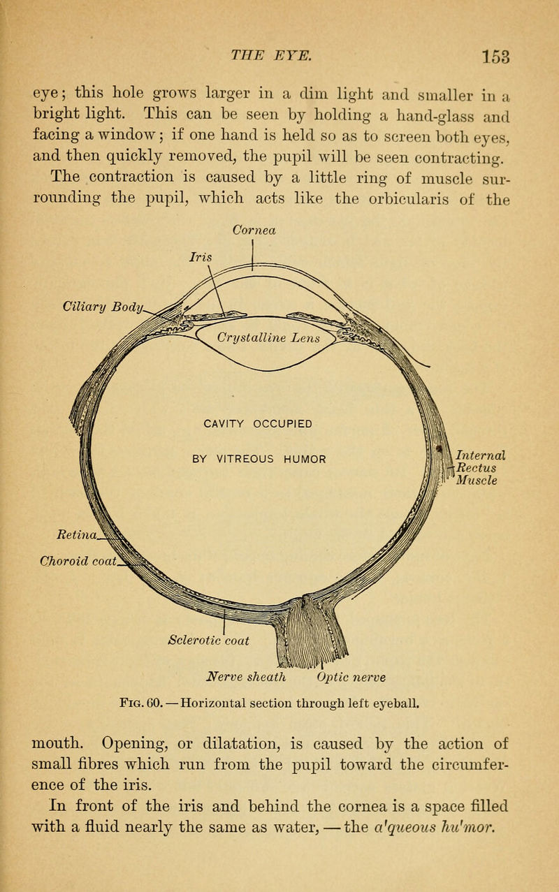 eye; this hole grows larger in a dim light and smaller in a bright light. This can be seen by holding a hand-glass and facing a window; if one hand is held so as to screen both eyes, and then quickly removed, the i^npil will be seen contracting. The contraction is caused by a little ring of muscle sur- rounding the pupil, which acts like the orbicularis of the Ciliary Body. Internal Rectus Muscle Retina. Choroid coat. Sclerotic coat \ i \\\j Nerve sheath Optic nerve Fig. 60. — Horizoutal section through left eyeball. mouth. Opening, or dilatation, is caused by the action of small fibres which run from the pupil toward the circiunfer- ence of the iris. In front of the iris and behind the cornea is a space filled with a fluid nearly the same as water, — the a^queous hu^mor.