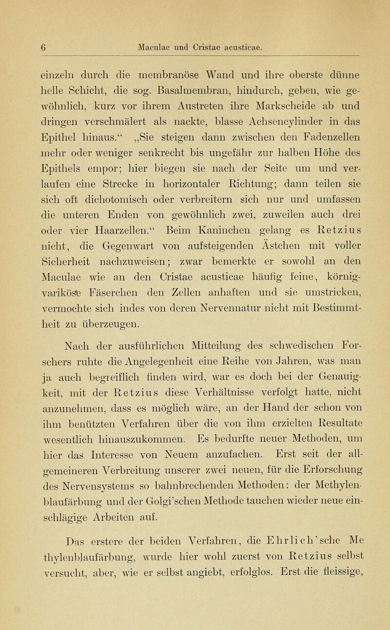 einzeln durch die membranöse Wand und ihre oberste dümie helle Schicht, die sog. Basalmembran, hindurch, geben, wie ge- wöhnlich, kurz vor ihrem Austreten ihre Markscheide ab und dringen verschmälert als nackte, blasse Achsencylinder in das Epithel hinaus. ,,Sie steigen dann zwischen den Fadenzellen mehr oder weniger senkrecht bis ungefähr zur halben Höhe des Epithels empor; hier biegen sie nach der Seite um und ver- laufen eine Strecke in horizontaler Richtung; dann teilen sie sich oft dichotomisch oder verbreitern sich nur und umfassen die unteren Enden von gewöhnlich zwei, zuweilen auch drei oder vier Haarzellen. Beim Kaninchen gelang es Retzius nicht, die Gegenw^art von aufsteigenden Astchen mit voller Sicherheit nachzuweisen; zwar bemerkte er sowohl an den Maculae wie an den Cristae acusticae häufig feine, körnig- varikös'e Fäserchen den Zellen anhaften und sie umstricken, vermochte sich indes von deren Nervennatur nicht mit Bestimmt- heit zu überzeugen. Nach der ausführlichen Mitteilung des schwedischen . For- schers ruhte die Angelegenheit eine Reihe von Jahren, was man ja auch begreifUch finden wird, war es doch bei der Genauig- keit, mit der Retzius diese Verhältnisse verfolgt hatte, nicht anzunehmen, dass es möglich wäre, an der Hand der schon von ihm benützten Verfahren über die von ihm erzielten Resultate wesentlich hinauszukommen. Es bedurfte neuer Methoden, um hier das Interesse von Neuem anzufachen. Erst seit der all- gemeineren Verbreitung unserer zwei neuen, für die Erforschung des Nervensystems so bahnbrechenden Methoden: der Methylen- blaufärbung und der Golgi'schen Methode tauchen wieder neue ein- sclilägige Arbeiten auf. Das erstere der beiden Verfahren, die Ehrlich'sehe Me thylenblaufärbung, wurde hier wohl zuerst von Retzius selbst versucht, aber, wie er selbst angiebt, erfolglos. Erst die fieissige.