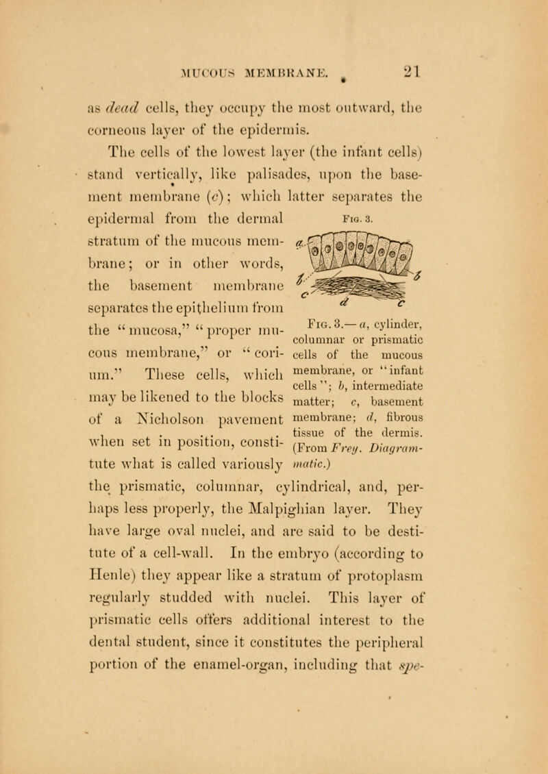 as dead cells, they occupy the most outward, the corneous layer of the epidermis. The cells of the lowest layer (the infant cells) stand vertically, like palisades, upon the base merit membrane (c); which latter separates the epidermal from the dermal Btratum of the mucous mem- brane; or in other words, the basement membrane separates the epithelium from the  mucosa,  proper mi.- FlG-3-~«. cylinder, columnar or prismatic cous membrane, or  cori- cells of the mucous urn. These cells, which membrade, or infant cells; fr, intermediate may lie likened to the blocks matterj c, basement of a Nicholson pavement membrane; d, fibrous , , . . . . tissue of the dermis. when set in position, consti- {FromFrejfm Diagram- tute what is called variously matic.) the prismatic, columnar, cylindrical, and, per- haps less properly, the Malpighian layer. They have large oval nuclei, and are said to be desti- tute of a cell-wall. In the embryo (according to Ilenle) they appear like a stratum of protoplasm regularly studded with nuclei. This layer of prismatic cells offers additional interest to the dental student, since it constitutes the peripheral portion of the enamel-organ, including that spe-