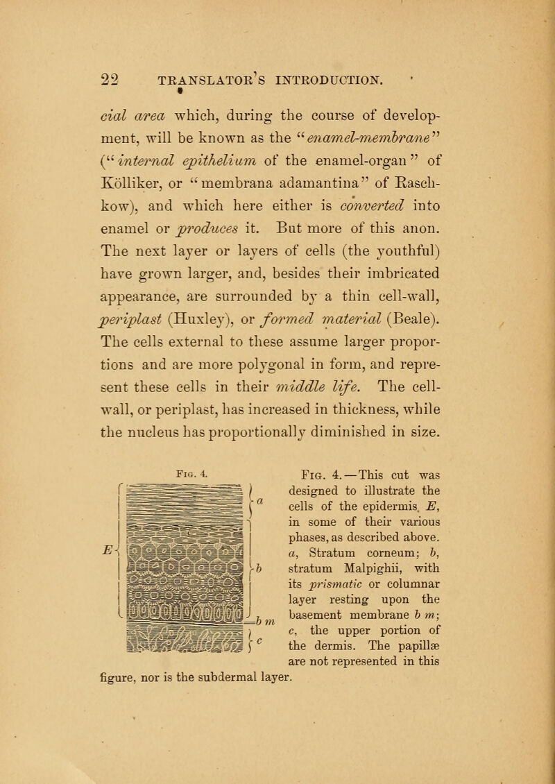 cial area which, during the course of develop- ment, will be known as the enamel-membrane ( internal epithelium of the enamel-organ  of Kolliker, or membrana adamantina''' of Rasch- kow), and which here either is converted into enamel or produces it. But more of this anon. The next layer or layers of cells (the youthful) have grown larger, and, besides their imbricated appearance, are surrounded by a thin cell-wall, periplast (Huxley), or formed material (Beale). The cells external to these assume larger propor- tions and are more polygonal in form, and repre- sent these cells in their middle life. The cell- wall, or periplast, has increased in thickness, while the nucleus has proportionally diminished in size. Fig. 4. Fig. 4.— This cut was designed to illustrate the cells of the epidermis. E, in some of their various phases, as described above. E-{ yjpSg1 zL^_^^ jig a, Stratum corneum; b, stratum Malpighii, with its prismatic or columnar layer resting upon the basement membrane b m; c, the upper portion of the dermis. The papillse are not represented in this figure, nor is the subdermal layer.