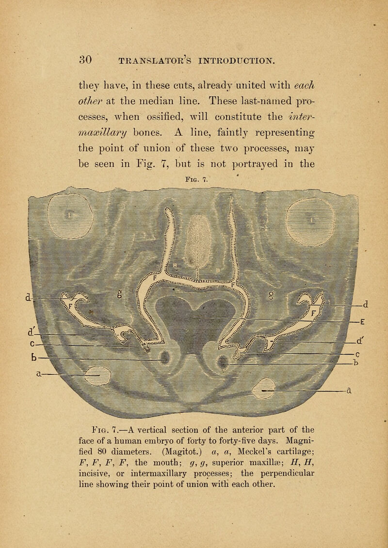 they have, in these cuts, already united with each other at the median line. These last-named pro- cesses, when ossified, will constitute the inter- maxillary bones. A line, faintly representing the point of union of these two processes, may be seen in Fig. 7, but is not portrayed in the Fig. 7. Fig. 7.—A vertical section of the anterior part of the face of a human embryo of forty to forty-five days. Magni- fied 80 diameters. (Magitot.) a, a, Meckel's cartilage; F, F, F, F, the mouth; g, g, superior maxilla?; H, H, incisive, or intermaxillary processes; the perpendicular line showing their point of union with each other.