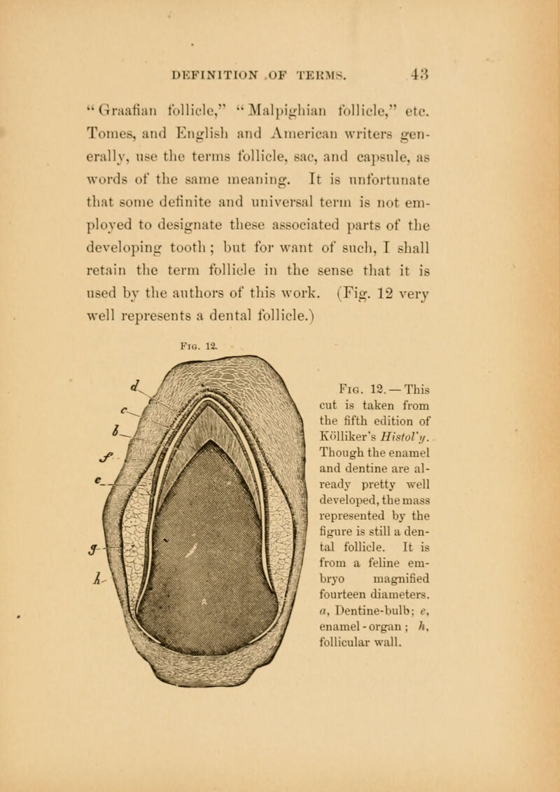 Graafian follicle, Malpighian follicle, etc. Tomes, and English and American writer.- gen- erally, ose tin' terms follicle, Bac, and capsnle, as words of the same meaning. It is unfortunate that BOme definite and universal term is not em- ployed to designate these associated parts of the developing tooth ; but for want of such, I shall retain the term follicle in the sense that it is used by the authors of this work. (Fig. 12 very well represents a dental follicle.) Fig. 12. —This cut is taken from the fifth edition of Kolliker's HistoVy. Though the enamel and dentine are al- ready pretty well developed, the mass represented by the figure is still a den- tal follicle. It is from a feline em- bryo magnified fourteen diameters. a, Dentine-bulb; e, enamel -organ ; //, follicular wall.