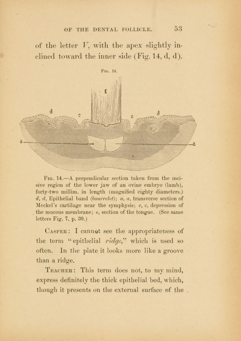 of the letter I . wit 11 the apex slightly in- clined toward the inner side | Fig. 14, d, <1). PlO. II. -il?t *••■»*:;, Fig. 14.—A perpendicular section taken from the inci- sive region of the lower jaw of an ovine embryo (lamb), forty-two millim. in length (magnified eighty diameters.) d, '/. Kpithelial band Q>ourrelet)\ <<, . transverse section of Meckel's cartilage near the symphysis: c, c, depression of the mucous membrane; c, section of the tongue. (See same letters Fig. 7, p. 30.) Casper: I cannot see the appropriateness of the term epithelial ridge which is used so often. In tin1 plate it looks more like a groove than a ridge. Teacher: This term does not, to my mind, express definitely the thick epithelial bed, which, though it presents on the external surface of the