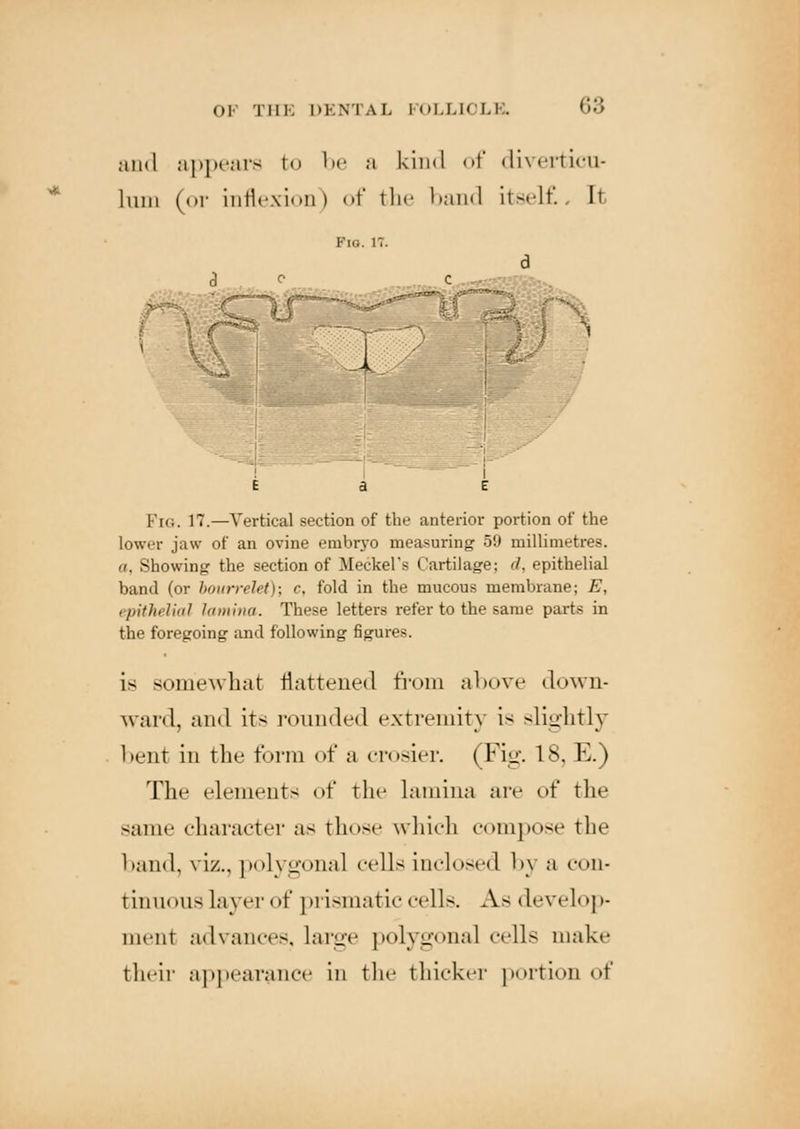 and appears t<> be a kind of diverticu- lum (or inflexion) of the band itself.. It Fio. 17. Fig. 17.—A'ertical section of the anterior portion of the lower jaw of an ovine embryo measuring 59 millimetres. a. Showing the section of Meckel's Cartilage; d, epithelial band (or bourrelet); c, fold in the mucous membrane; E, epithelial lamina. These letters refer to the same parts in the foregoing and following figures. is somewhat flattened from above down- ward, and it- rounded extremity is slightly bent in the form of a crosier. ( Fig. 18, E.) The elements of tin* lamina are of the same character as those which compose the band, viz., polygonal cells inclosed 1>\ a con- tinuous layer of prismatic cells. As develop- ment advances, Large polygonal cells make their appearance in the thicker portion of