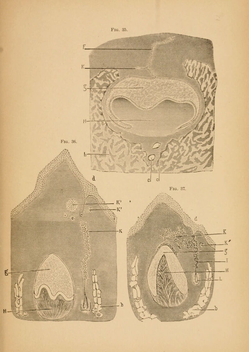 K' ■K* Fig. 37. fll