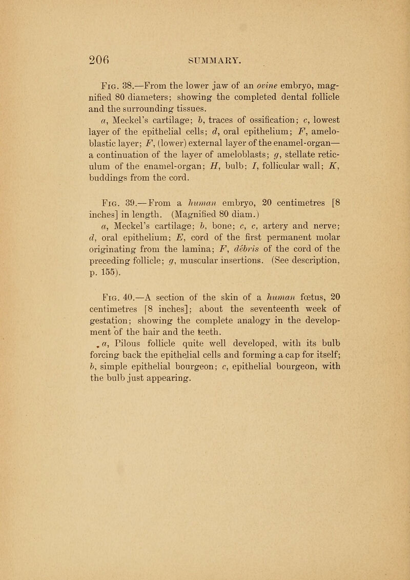 Fig. 38.—From the lower jaw of an ovine embryo, mag- nified 80 diameters; showing the completed dental follicle and the sun-ounding tissues. a, Meckel's cartilage; b, traces of ossification; c, lowest layer of the epithelial cells; d, oral epithelium; F, amelo- blastic layer; F, (lower) external layer of the enamel-organ— a continuation of the layer of ameloblasts; g, stellate retic- ulum of the enamel-organ; H, bulb; 7, follicular wall; K, buddings from the cord. Fig. 39.— From a human embryo, 20 centimetres [8 inches] in length. (Magnified 80 diain.) a, Meckel's cartilage; b, bone; c, c, artery and nerve; d, oral epithelium; E, cord of the first permanent molar originating from the lamina; F, debris of the cord of the preceding follicle; g, muscular insertions. (See description, p. 155). Fig. 40.—A section of the skin of a human foetus, 20 centimetres [8 inches]; about the seventeenth week of gestation; showing the complete analogy in the develop- ment of the hair and the teeth. .«, Filous follicle quite well developed, with its bulb forcing back the epithelial cells and forming a cap for itself; b, simple epithelial bourgeon; c, epithelial bourgeon, with the bulb just appearing.