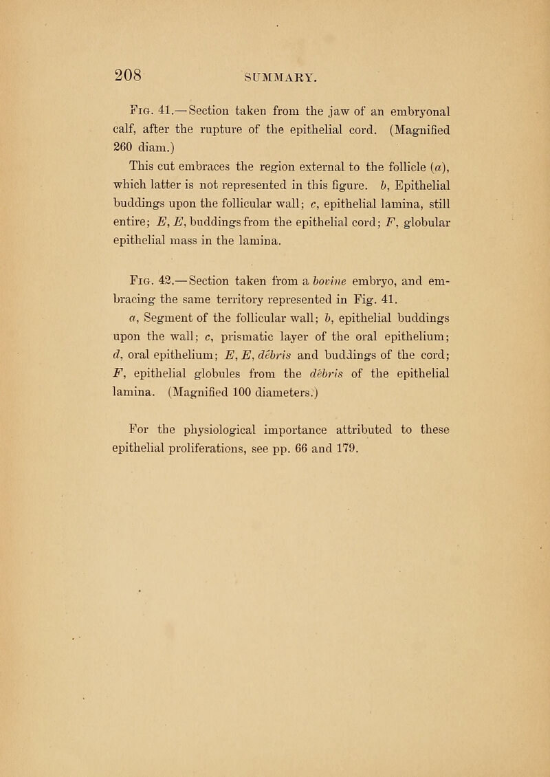 Fig. 41.— Section taken from the jaw of an embryonal calf, after the rupture of the epithelial cord. (Magnified 260 diam.) This cut embraces the region external to the follicle (a), which latter is not represented in this figure, b, Epithelial buddings upon the follicular wall; c, epithelial lamina, still entire; E, E, buddings from the epithelial cord; F, globular epithelial mass in the lamina. Fig. 42.— Section taken from a bovine embryo, and em- bracing the same territory represented in Fig. 41. a, Segment of the follicular wall; b, epithelial buddings upon the wall; c, prismatic layer of the oral epithelium; d, oral epithelium; E,E, debris and buddings of the cord; F, epithelial globules from the debris of the epithelial lamina. (Magnified 100 diameters.) For the physiological importance attributed to these epithelial proliferations, see pp. 66 and 179.