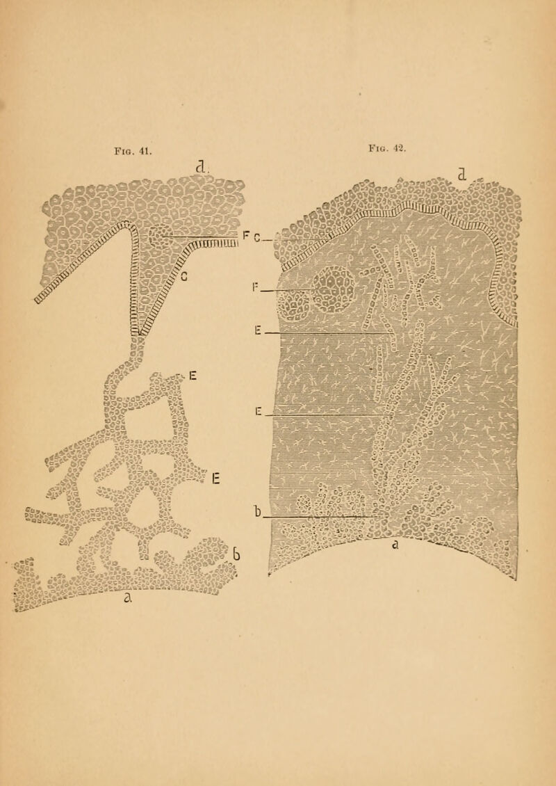 Fig. 41. Pig. 12. ^um ■  \ ^x\i (ag/a>»2gv fe*A Sit