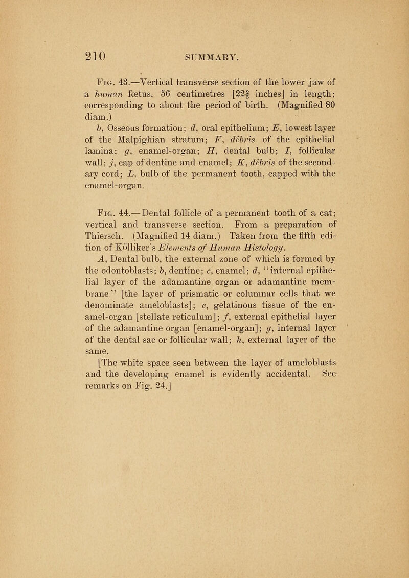 Fig. 43.—Vertical transverse section of the lower jaw of a human foetus, 56 centimetres [22f inches] in length; corresponding to about the period of birth. (Magnified 80 diam.) b, Osseous formation; d, oral epithelium; E, lowest layer of the Malpighian stratum; F, debris of the epithelial lamina; g, enamel-organ; H, dental bulb; I, follicular wall; j, cap of dentine and enamel; K, debris of the second- ary cord; L, bulb of the permanent tooth, capped with the enamel-organ. Fig. 44.— Dental follicle of a permanent tooth of a cat; vertical and transverse section. From a preparation of Thiersch. (Magnified 14 diam.) Taken from the fifth edi- tion of Kolliker's Elements of Human Histology. A, Dental bulb, the external zone of which is formed by the odontoblasts; b, dentine; c, enamel; d, internal epithe- lial layer of the adamantine organ or adamantine mem- brane [the layer of prismatic or columnar cells that we denominate ameloblasts]; e, gelatinous tissue of the en- amel-organ [stellate reticulum]; /, external epithelial layer of the adamantine organ [enamel-organ]; g, internal layer of the dental sac or follicular wall; h, external layer of the same. [The white space seen between the layer of ameloblasts and the developing enamel is evidently accidental. See remarks on Fig. 24.]