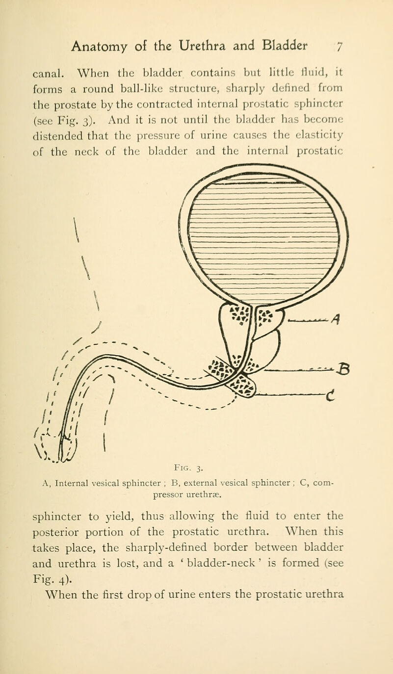 canal. When the bladder contains Ijiit little lliiid, it forms a round ball-like structure, sharply defined from the prostate by the contracted internal prostatic sphincter (see Fig. 3). And it is not until the bladder has become distended that the pressure of urine causes the elasticity of the neck of the bladder and the intcrn;i] prostatic Fig. 3. A, Internal vesical sphincter ; B, external vesical sphincter ; C, com- pressor urethrae. sphincter to yield, thus allowing the fluid to enter the posterior portion of the prostatic urethra. When this takes place, the sharply-defined border between bladder and urethra is lost, and a ' bladder-neck ' is formed (see Fig. 4)- When the first drop of urine enters the prostatic urethra