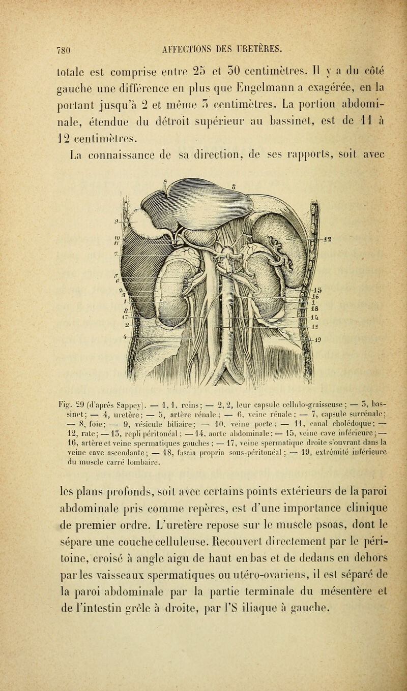 totale est comprise entre 25 et 50 centimètres. Il y a du côté gauche une différence en plus que Engelmann a exagérée, en la portant jusqu'à 2 et même 5 centimètres. La portion abdomi- nale, étendue du détroit supérieur au bassinet, est de 11 à 12 centimètres. La connaissance de sa direction, de ses rapports, soit avec ^\g. 29 (d'après Sappcy). — 1,1, reins; — '2, 2, leur capsule cellulo-graisseuse ; — 5, bas- sinet; — 4, uretère: — o, artère rénale: — 6, veine rénale: — 7, capsule, surrénale; — 8, foie; — 9, vésicule biliaire; — 10. veine porte: — 11, canal cholédoque: — 12, rate; — 15, repli péritonéal : —14. aorle abdominale: — 15, veine cave inférieure; — 46, artère et veine spermatiques gauclies : — 17, veine spermatique droite s'ouvrant dans la veine cave ascendante; — 18, t'ascia propria sous-péritonéal : — 19, extrémité intérieure du muscle carré lombaire. les plans profonds, soit avec certains points extérieurs de la paroi abdominale pris comme repères, est d'une importance clinique de premier ordre. L'uretère repose sur le muscle psoas, dont le sépare une couche celluleuse. Recouvert directement par le péri- toine, croisé à angle aigu de haut en bas et de dedans en dehors parles vaisseaux spermatiques ouutéro-ovariens, il est séparé de la paroi abdominale par la partie terminale du mésentère et de l'intestin grêle à droite, par l'S iliaque à gauche.