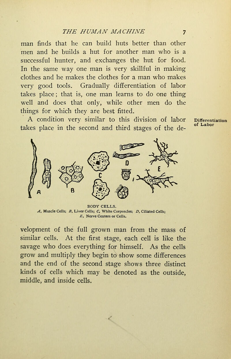 man finds that he can build huts better than other men and he builds a hut for another man who is a successful hunter, and exchanges the hut for food. In the same way one man is very skillful in making clothes and he makes the clothes for a man who makes very good tools. Gradually differentiation of labor takes place; that is, one man learns to do one thing well and does that only, while other men do the things for which they are best fitted. A condition very similar to this division of labor takes place in the second and third stages of the de- BODY CELLS. A, Muscle Cells; B, Liver Cells; C, White Corpuscles; D, Ciliated Cells; E, Nerve Centers or Cells. Differentiation of Labor velopment of the full grown man from the mass of similar cells. At the first stage, each cell is like the savage who does everything for himself. As the cells grow and multiply they begin to show some differences and the end of the second stage shows three distinct kinds of cells which may be denoted as the outside, middle, and inside cells.