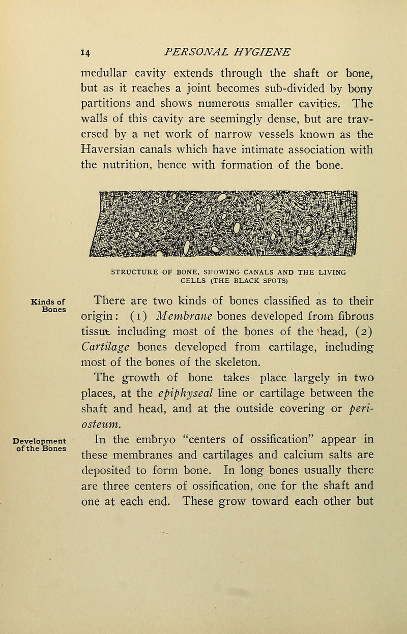 medullar cavity extends through the shaft or bone, but as it reaches a joint becomes sub-divided by bony partitions and shows numerous smaller cavities. The walls of this cavity are seemingly dense, but are trav- ersed by a net work of narrow vessels known as the Haversian canals which have intimate association with the nutrition, hence with formation of the bone. Kinds of Bones Development ofthe Bones STRUCTURE OF BONE, SHOWING CANALS AND THE LIVING CELLS (THE BLACK SPOTS) There are two kinds of bones classified as to their origin : (i) Membrane bones developed from fibrous tissut including most of the bones of the head, (2) Cartilage bones developed from cartilage, including most of the bones of the skeleton. The growth of bone takes place largely in two places, at the epiphyseal line or cartilage between the shaft and head, and at the outside covering or peri- osteum. In the embryo centers of ossification appear in these membranes and cartilages and calcium salts are deposited to form bone. In long bones usually there are three centers of ossification, one for the shaft and one at each end. These grow toward each other but