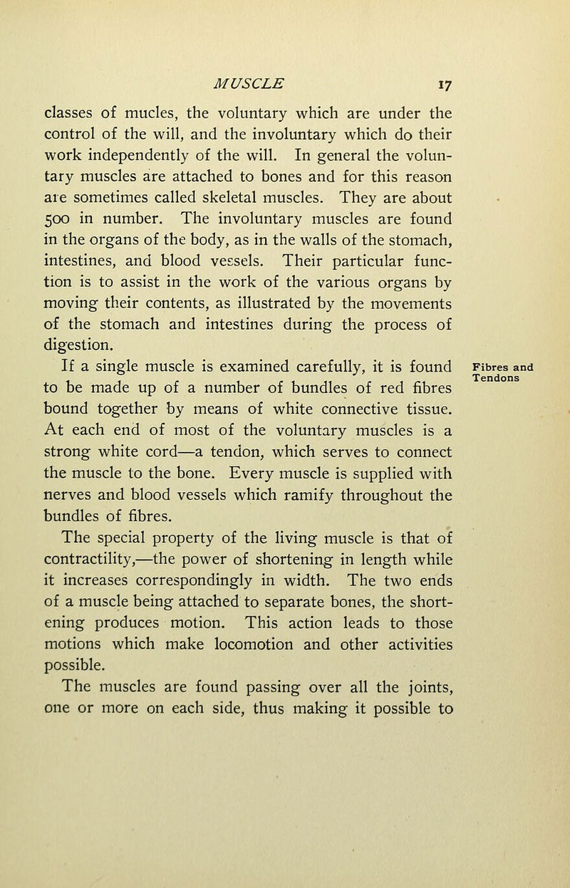 classes of mucles, the voluntary which are under the control of the will, and the involuntary which do their work independently of the will. In general the volun- tary muscles are attached to bones and for this reason are sometimes called skeletal muscles. They are about 500 in number. The involuntary muscles are found in the organs of the body, as in the walls of the stomach, intestines, and blood vessels. Their particular func- tion is to assist in the work of the various organs by moving their contents, as illustrated by the movements of the stomach and intestines during the process of digestion. If a single muscle is examined carefully, it is found Fibres and to be made up of a number of bundles of red fibres bound together by means of white connective tissue. At each end of most of the voluntary muscles is a strong white cord—a tendon, which serves to connect the muscle to the bone. Every muscle is supplied with nerves and blood vessels which ramify throughout the bundles of fibres. The special property of the living muscle is that of contractility,—the power of shortening in length while it increases correspondingly in width. The two ends of a muscle being attached to separate bones, the short- ening produces motion. This action leads to those motions which make locomotion and other activities possible. The muscles are found passing over all the joints, one or more on each side, thus making it possible to