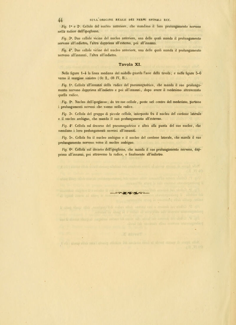 Fig. !• e ì'. Cellole del nucleo anteriore, che mandano il loro prolungamento nervoso nella radice dell'ipoglosso. Fig. 3. Due cellole vicine del nucleo anteriore, una delle quali manda il prolungamento nervoso all'indietro, l'altra dapprima all'esterno, poi all'innanzi. Fig. 4*. Due cellole vicine del nucleo anteriore, una delle quali manda il prolungamento nervoso all'innanzi, l'altra all'indietro. Tavola XI. Nelle figure 1-4 la linea mediana del midollo guarda l'asse delia tavola ; e nelle figure 5-6 verso il margine sinistro ( Oc 2, Ob IV, H.). Fig. 1. Cellola all'innanzi della radice del pneumogastrico, che manda il suo prolunga- mento nervoso dapprima all'indietro e poi all'innanzi, dopo avere il medesimo attraversato quella radice. Fig. 2'. Nucleo dell'ipoglosso ; da tre sue cellole, poste nel centro del medesimo, partono i prolungamenti nervosi che vanno nella radice. Fig. 3'. Cellola del gruppo di piccole cellole, interposto fra il nucleo del cordone laterale e il nucleo ambìguo, che manda il suo prolungamento all'esterno. Fig. i. Cellola sul decorso del pneumogastrico e altra alla punta del suo nucleo, che mandano i loro prolungamenti nervosi all'innanzi. Fig. 5=. Cellola fra il nucleo ambiguo e il nucleo del cordone laterale, che manda il suo prolungamento nervoso verso il nucleo ambiguo. Fig. 6'. Cellola sul decorso dell'ipoglosso, che manda il suo prolungamento nervoso, dap- prima all'innanzi, poi attraverso la radice, e finalmente all'indietro.