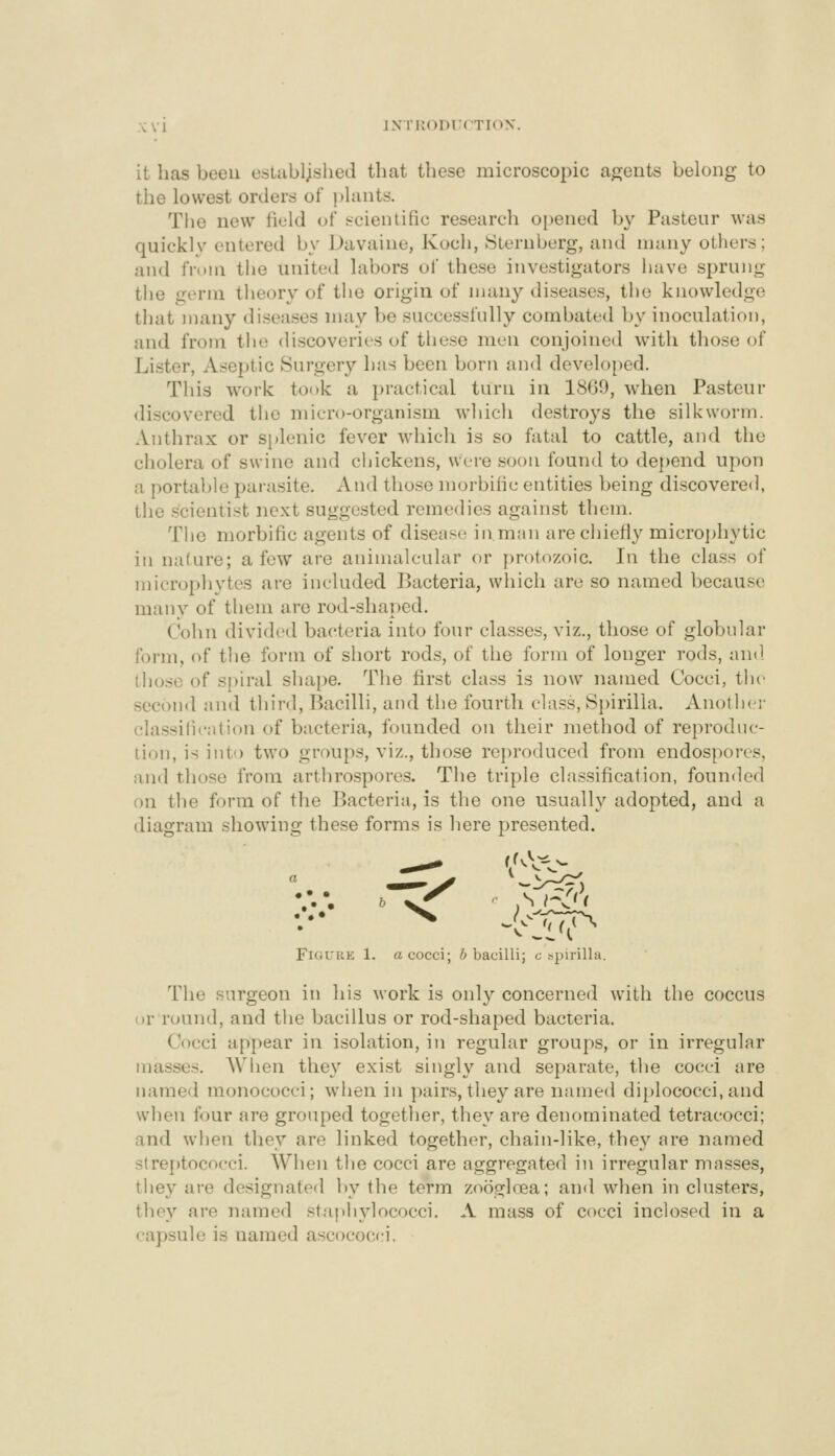 it has been established that these microscopic agents belong to the lowest orders of plants. Tiie new field of !-cieiUific research oi)ened by Pasteur was quickly entered by Davaiue, Koch, Sternberg, and many others; and from the united labors of these investigators have sprung the germ theory of the origin of many diseases, the knowledge that many diseases may be successfully combated by inoculation, and from the discoveries of these men conjoined with those of Lister, Aseptic Surgery has been born and developed. This work took a practical turn in 18G0, when Pasteur discovered the micro-organism which destroys the silkworm. Anthrax or splenic fever which is so fatal to cattle, and the cholera of swine and chickens, were soon found to de})end upon a portable parasite. And those morbific entities being discovered, the .scientist next suggested remedies against them. The morbific agents of disease in.man are chiefly microjdiytic in nature; a few are animalcular or protozoic. In the class of microphytes are included Bacteria, wliich arc so named because many of them are rod-shaped. Cohn divided bacteria into four classes, viz., those of globular form, of tlie form of short rod.s, of the form of longer rods, and tlio.se of spiral shape. The first class is now named Cocci, the second ;ind third. Bacilli, and the fourth class. Spirilla. Another classilic-ation of bacteria, founded on their method of reproduc- tion, is into two groups, viz., those reproduced from endospores, and those from arthrospores. The triple cla.ssification, founded on the form of the Bacteria, is the one usually adopted, and a diagram showing these forms is here presented. FiGL'UK 1. a cocci; 6 bacilli; c spirilla. The surgeon in his work is only concerned with the coccus or round, and the bacillus or rod-shaped bacteria. Cocci appear in isolation, in regular groups, or in irregular masses. When they exist singly and separate, the cocci are named monococci; when in pairs, they are named di[)lococci, and when four are grouped together, they are denominated tetracocci; and when they are linked together, chain-like, they are named strei>tococci. When the cocci are aggregated in irregular masses, they are designated by the term zoogloea; and when in clusters, they are named staphylococci. A mass of cocci inclosed in a capsule is named ascococci.