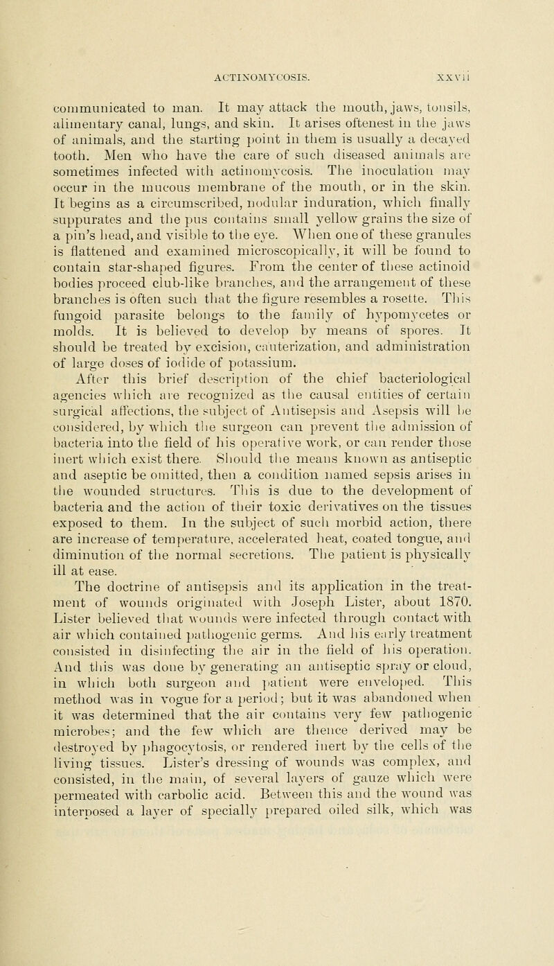 communicated to man. It may attack the mouth, jaws, tonsils, alimentary canal, lungs, and skin. It arises oftenest in the jaws of animals, and the starting point in them is usually a decayed tooth. Men who have tlie care of such diseased animals are sometimes infected with actinomycosis. The inoculation may occur in the mucous membrane of the mouth, or in the skin. It begins as a circumscribed, nodular induration, which finally suppurates and the pus contains small yellow grains the size of a pin's head, and visible to tlie eye. When one of these granules is flattened and examined microscopically, it will be found to contain star-shaped figures. From the center of these actinoid bodies proceed club-like branches, and the arrangement of these branches is often such tliat the figure resembles a rosette. This fungoid parasite belongs to the family of hypomycetes or molds. It is believed to develop by means of spores. It should be treated by excision, cauterization, and administration of large doses of iodide of potassium. After this brief description of the chief bacteriological agencies which are recognized as the causal entities of certain surgical affections, the subject of Antisepsis and Asepsis will be considered, by which the surgeon can prevent the admission of bacteria into the field of his opei'ative work, or can render those inert which exist there. Should the means known as antiseptic and aseptic be omitted, then a condition named sepsis arises in the wounded structures. This is due to the development of bacteria and the action of tlieir toxic derivatives on the tissues exposed to them. In the subject of such morbid action, there are increase of temperature, accelerated heat, coated tongue, and diminution of the normal secretions. The patient is physically ill at ease. The doctrine of antisepsis and its application in the treat- ment of wounds originated with Joseph Lister, about 1870. Lister believed that wuunds w-ere infected through contact with air which contained pathogenic germs. And Jiis early treatment consisted in disinfecting the air in the field of his operation. And this was done by generating an antiseptic spray or cloud, in which both surgeon and ])atient were enveloped. This method was in vogue for a period; but it was abandoned when it was determined that the air contains very few pathogenic microbes; and the few which are thence derived may be destroyed by phagocytosis, or rendered inert by the cells of the living tissues. Lister's dressing of wounds was complex, and consisted, in the main, of several layers of gauze which were permeated with carbolic acid. Between this and the wound was interposed a layer of specially prepared oiled silk, which was